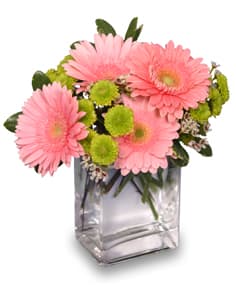 Pink gerbera daisies in a clear square vase
