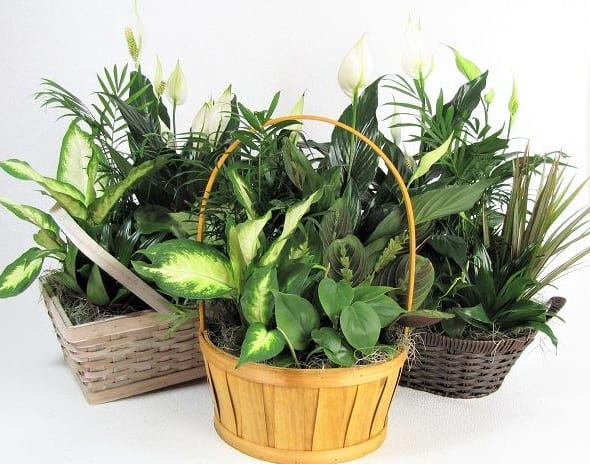 Three baskets of assorted green houseplants on a white background