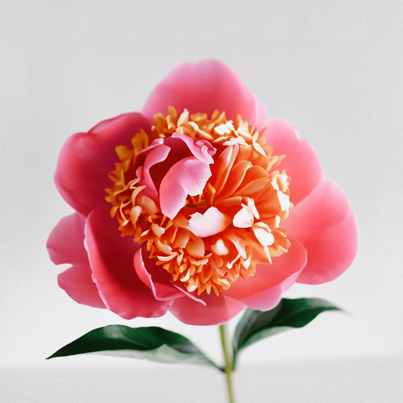 Single pink and coral peony bloom on a stem against a light background