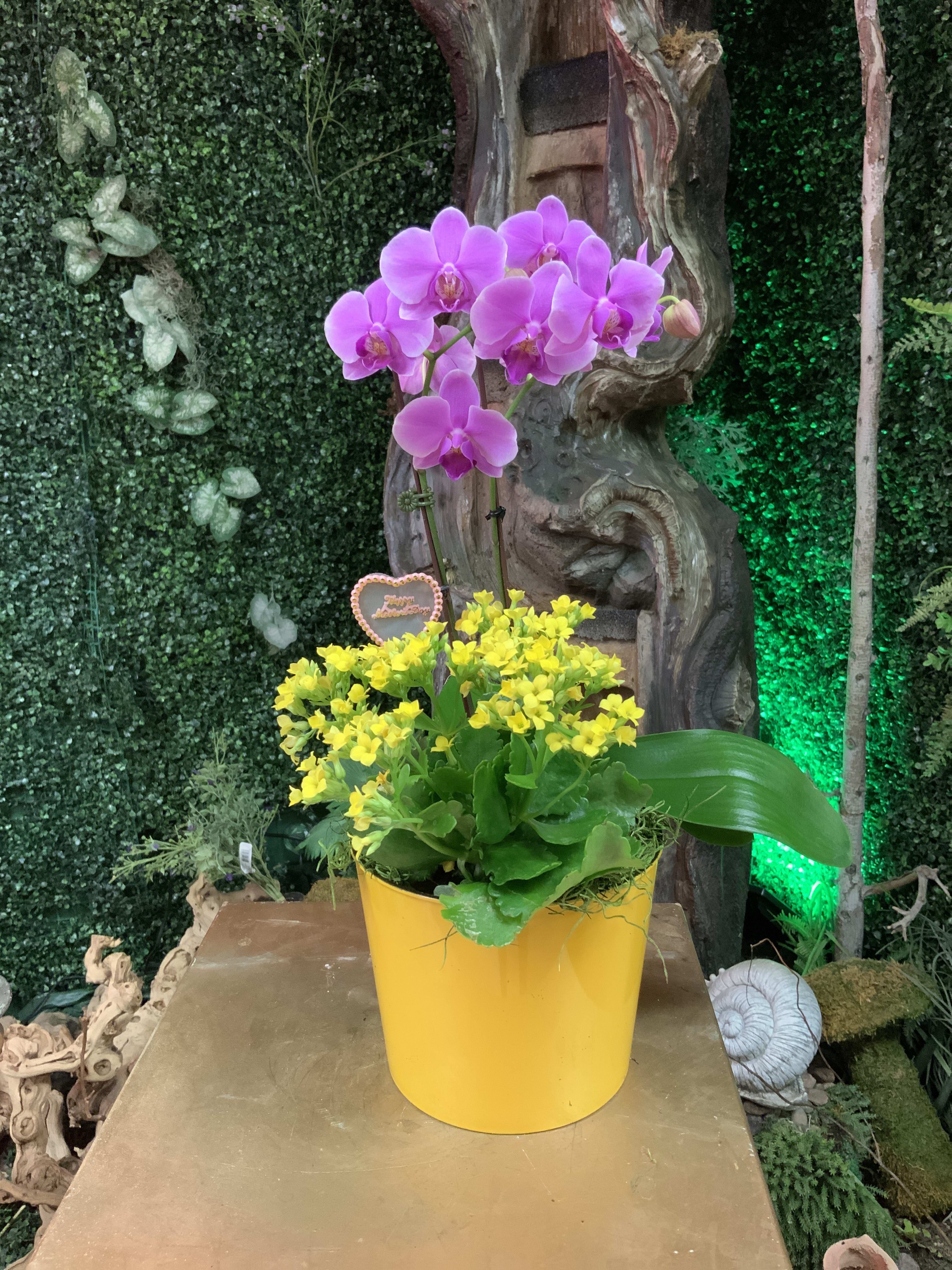 With Love  - Double orchid plant with flowering succulent. Will come approximately as shown. Container color may vary. 