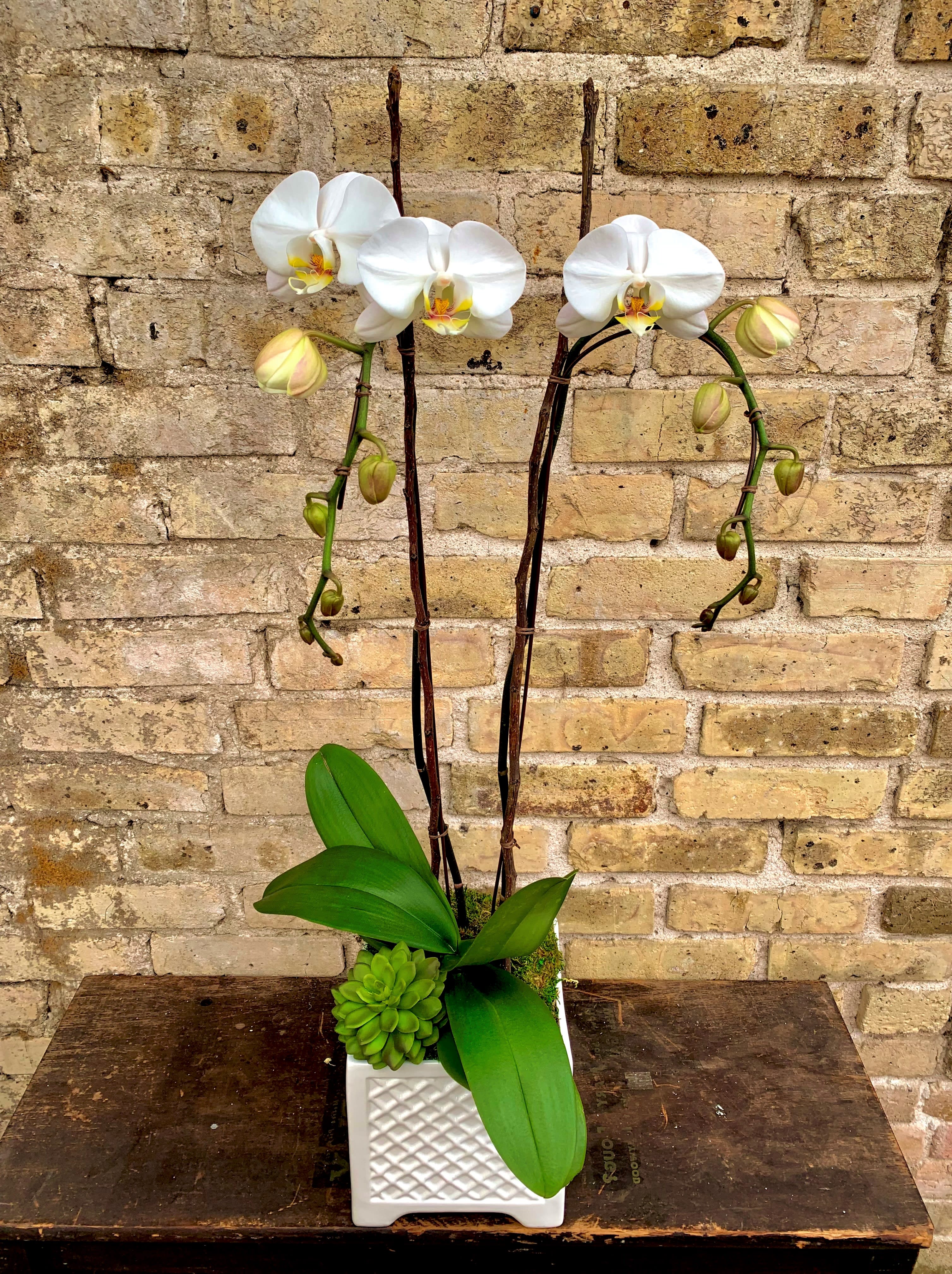 White orchids in a square white planter with green succulent accents