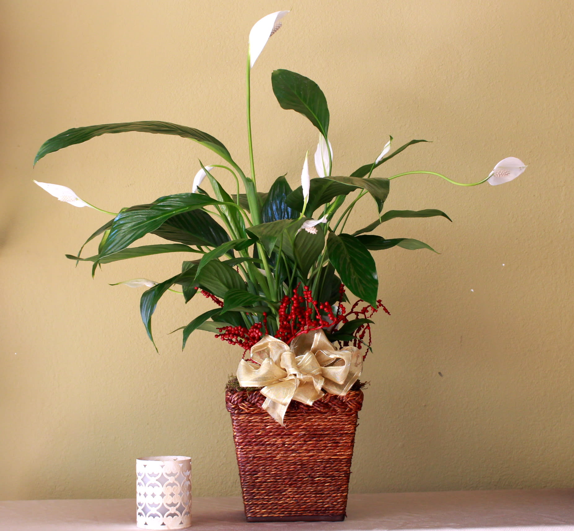 peace lily plant - peace lily plant 
