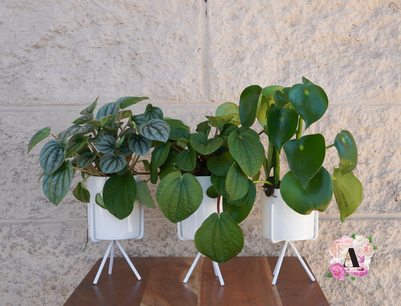 Amore Plants  -    Approximately 13in. can vary in sizes. Comes with a set of 3 plants. Each plant varies can come in different forms. We do send a picture  before delivery  