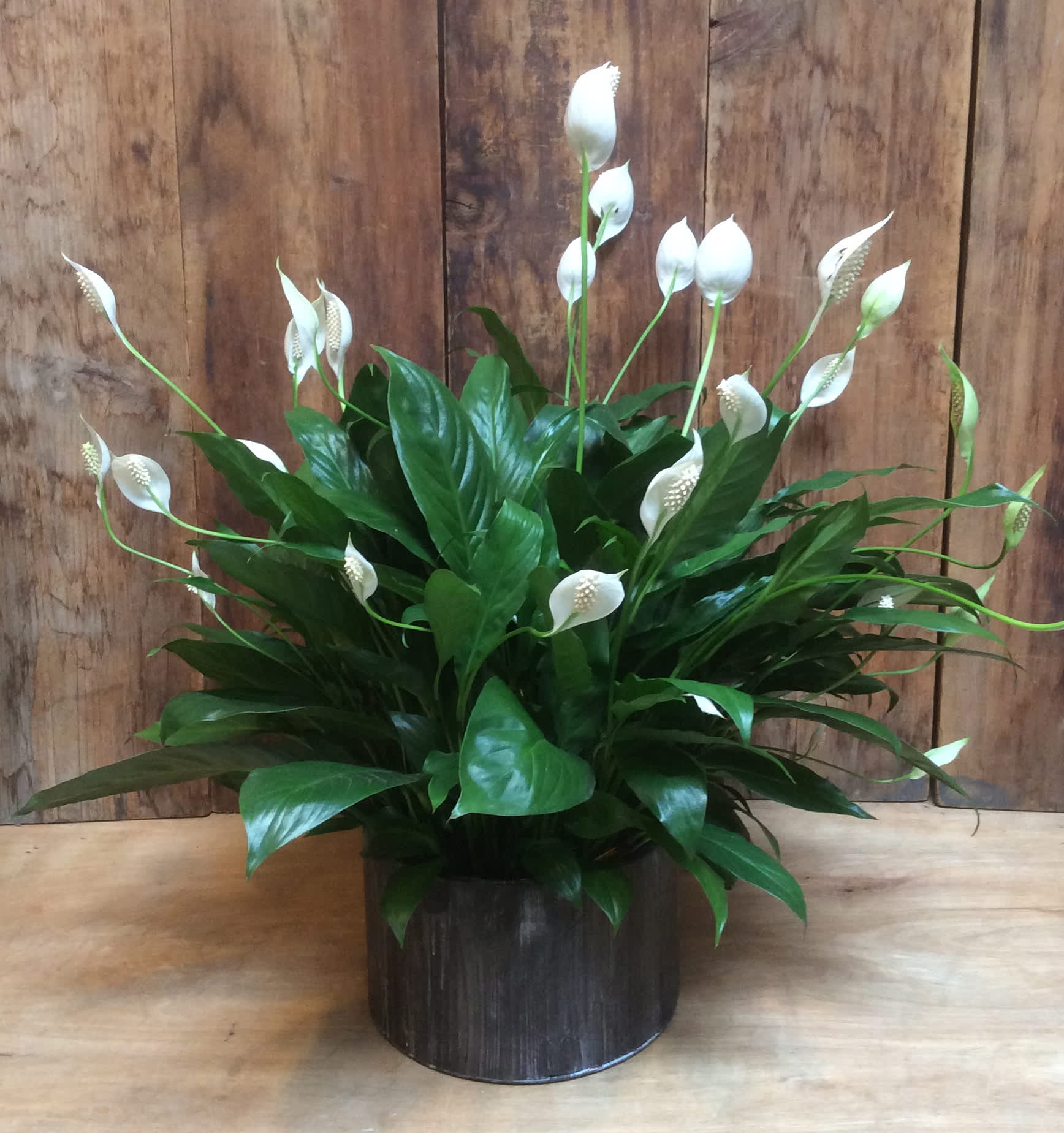 Low Pan Peace Lily  - Peace Lily Plant ( 8" low pan pot ) in basket or container   A beautiful full plant perfect for an area that is low in light.  
