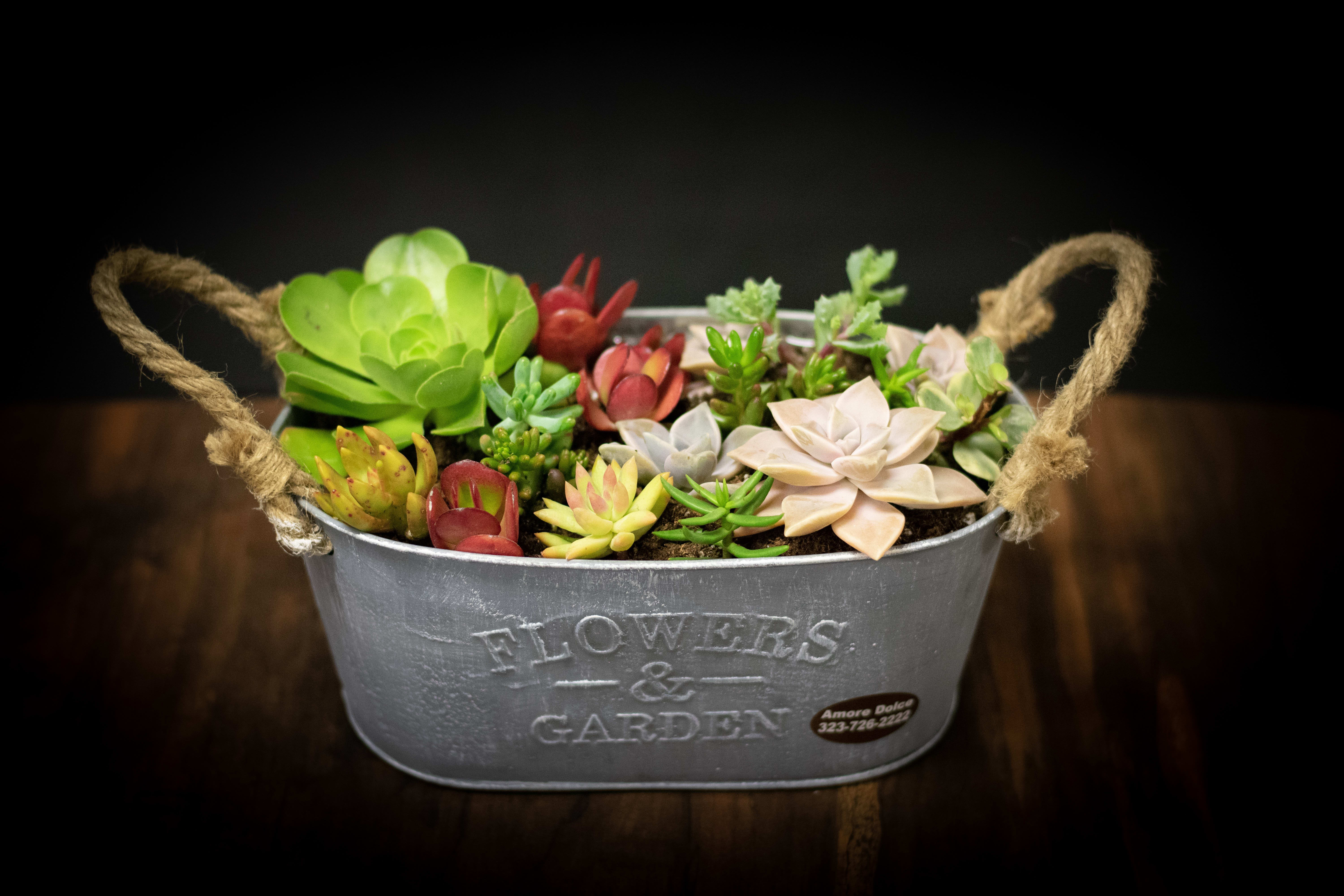 succlent plant  - a mixture of succulent plant 