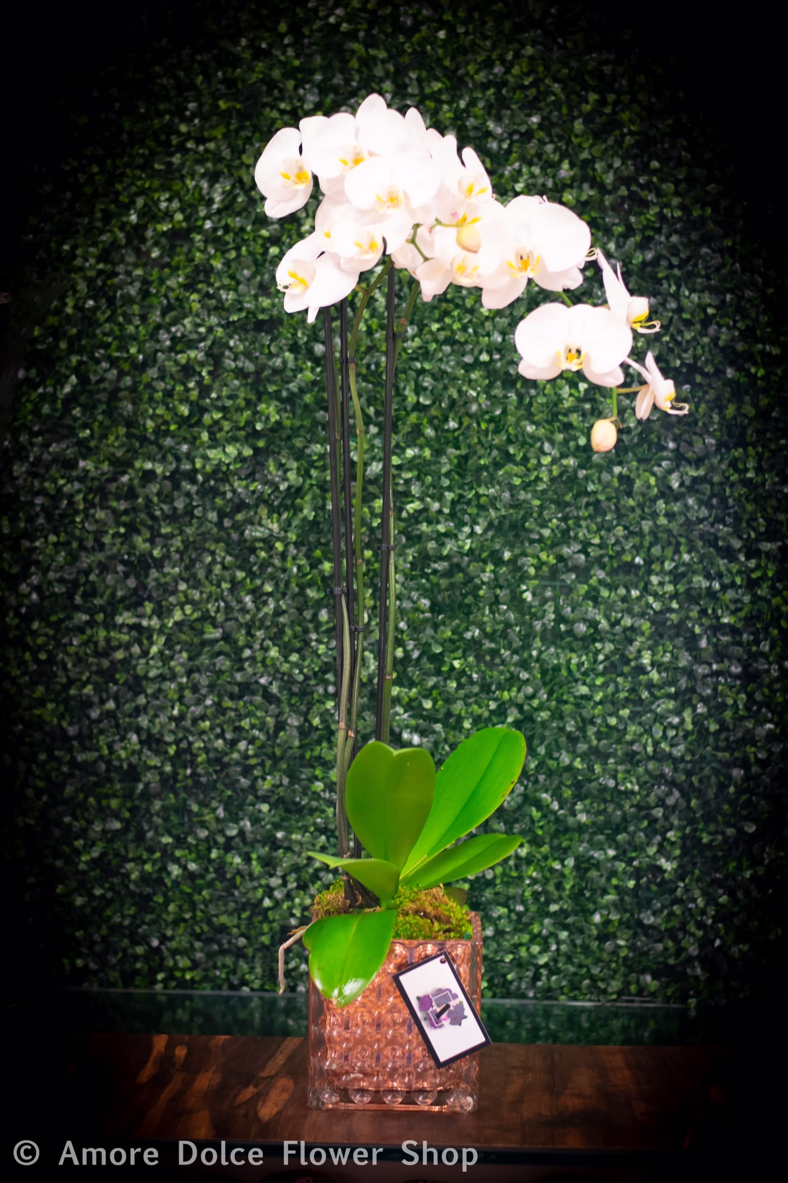 Orchid plant -  Double orchid plant                          Flower delivery montebello ,Whittier,Pasadena,Downey,Pico Rivera,la habra,downtown ,los angles  