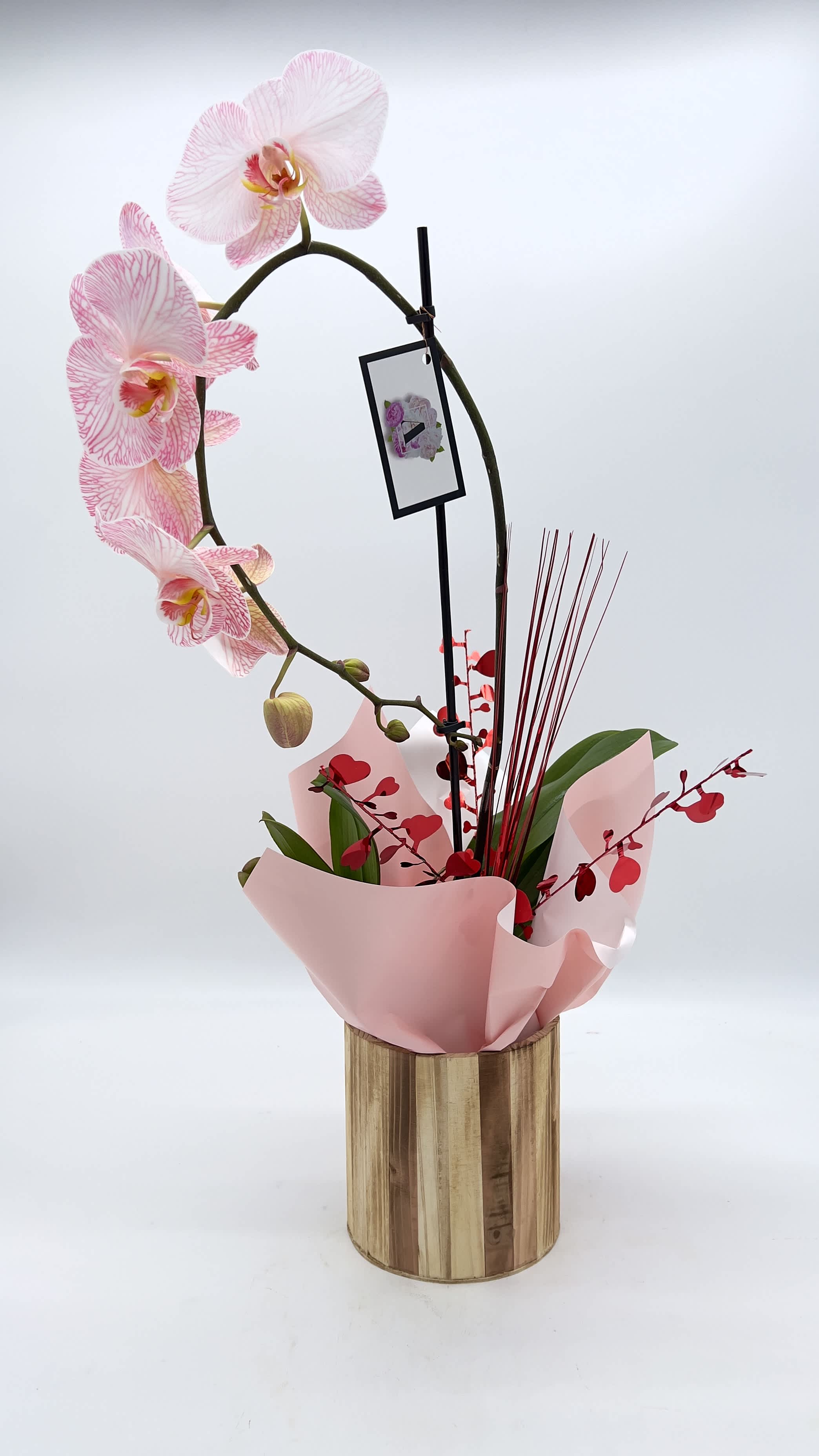 Single orchid plant - Orchid, plant, color, may change   and vase me change versus picture