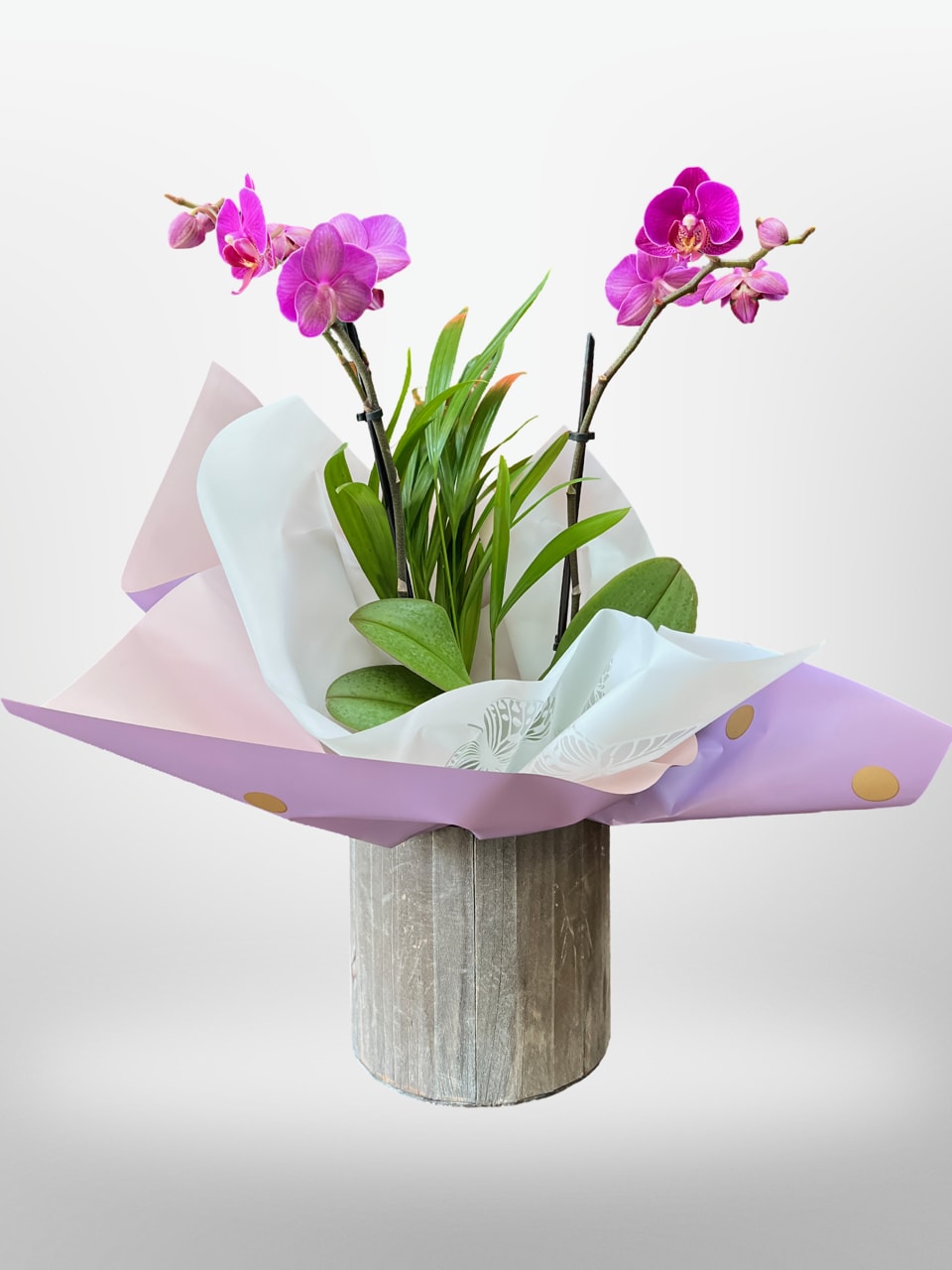 Orchid plant lovers - This is a plant orchid plants with mixed flowers. Colors of the orchids and plants will vary and container. 