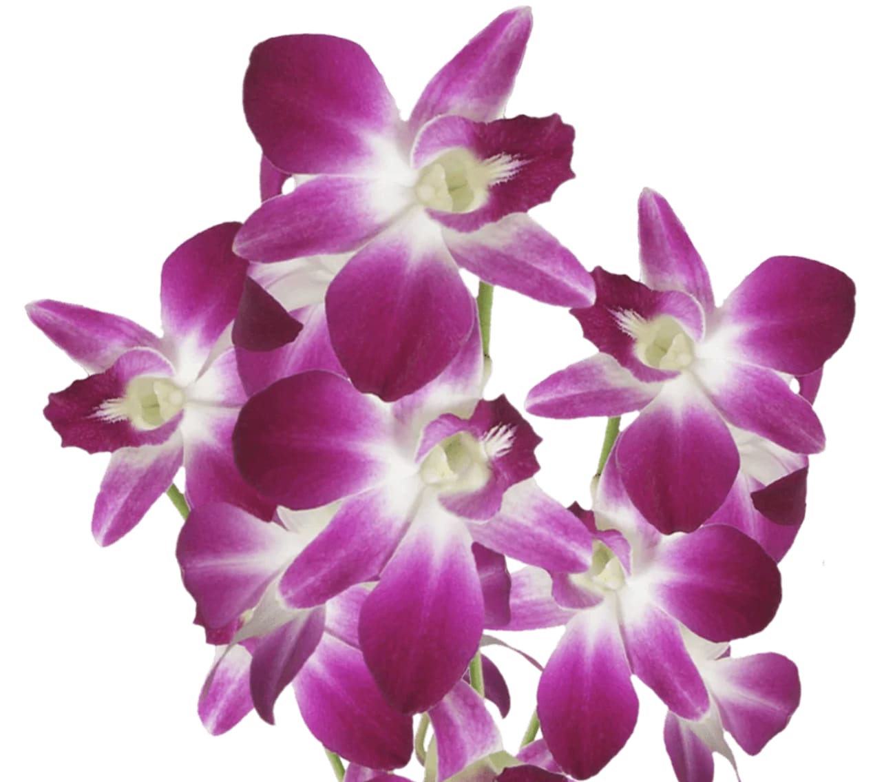 Bombay Dendrobium Orchid - Dendrobium Orchids contains 10 stems per bunch