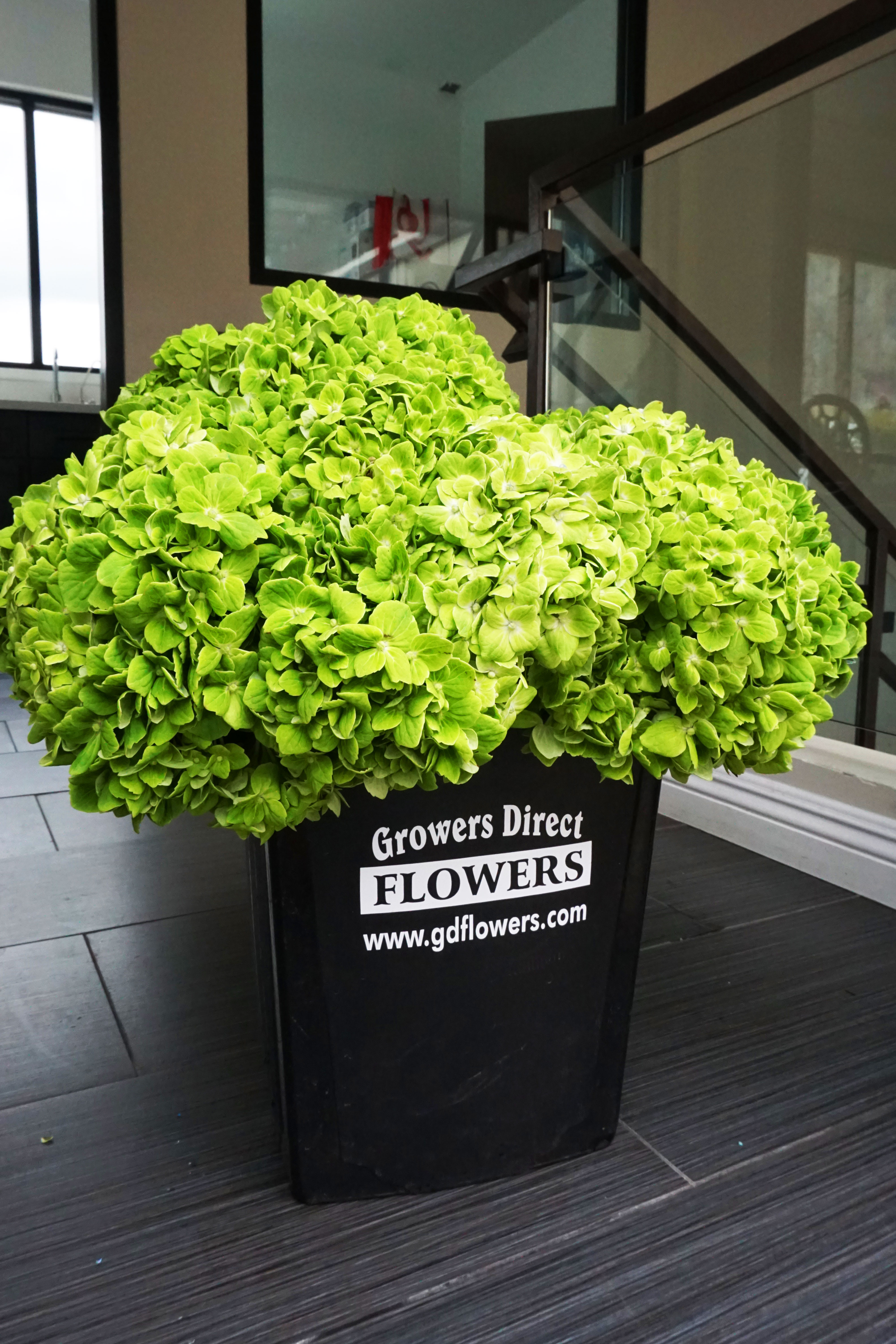 Emerald Green Hydrangea Box - 45 stems of Emerald Green Hydrangea