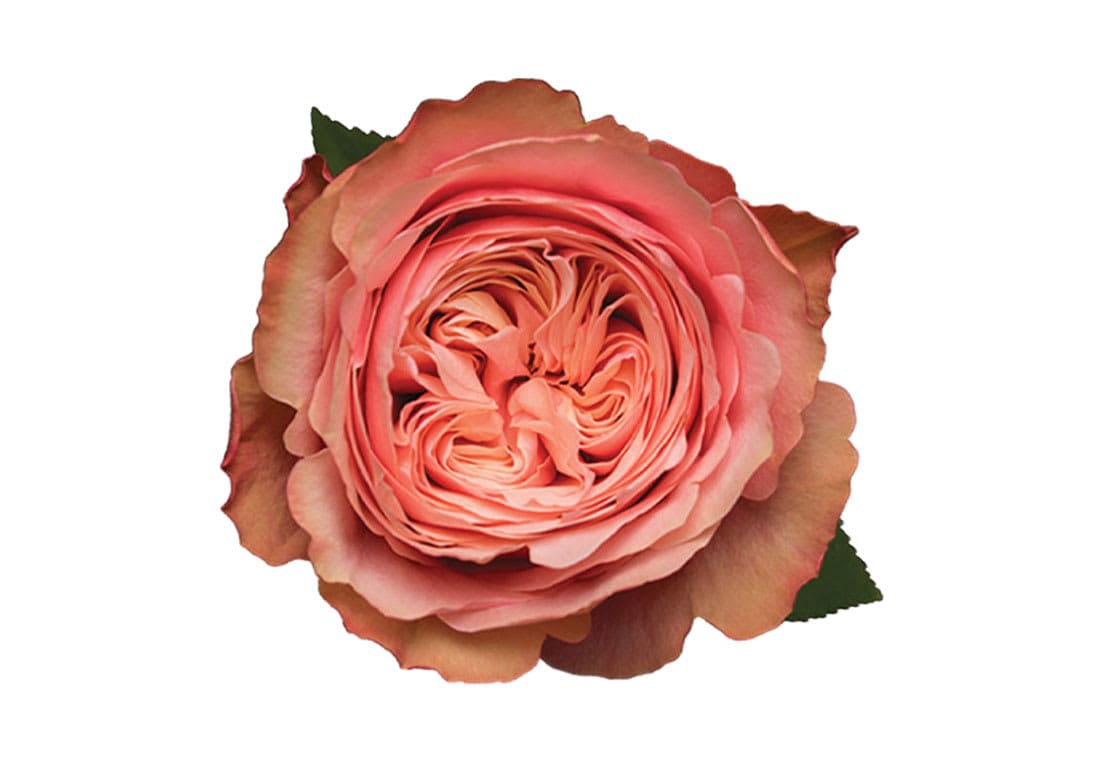 Kahala (24 Stems) Bunch - Kahala bunch contains 24 stems of roses. These are grower bunches (stems are not cleaned) call us if you have any questions. 714-277-8077