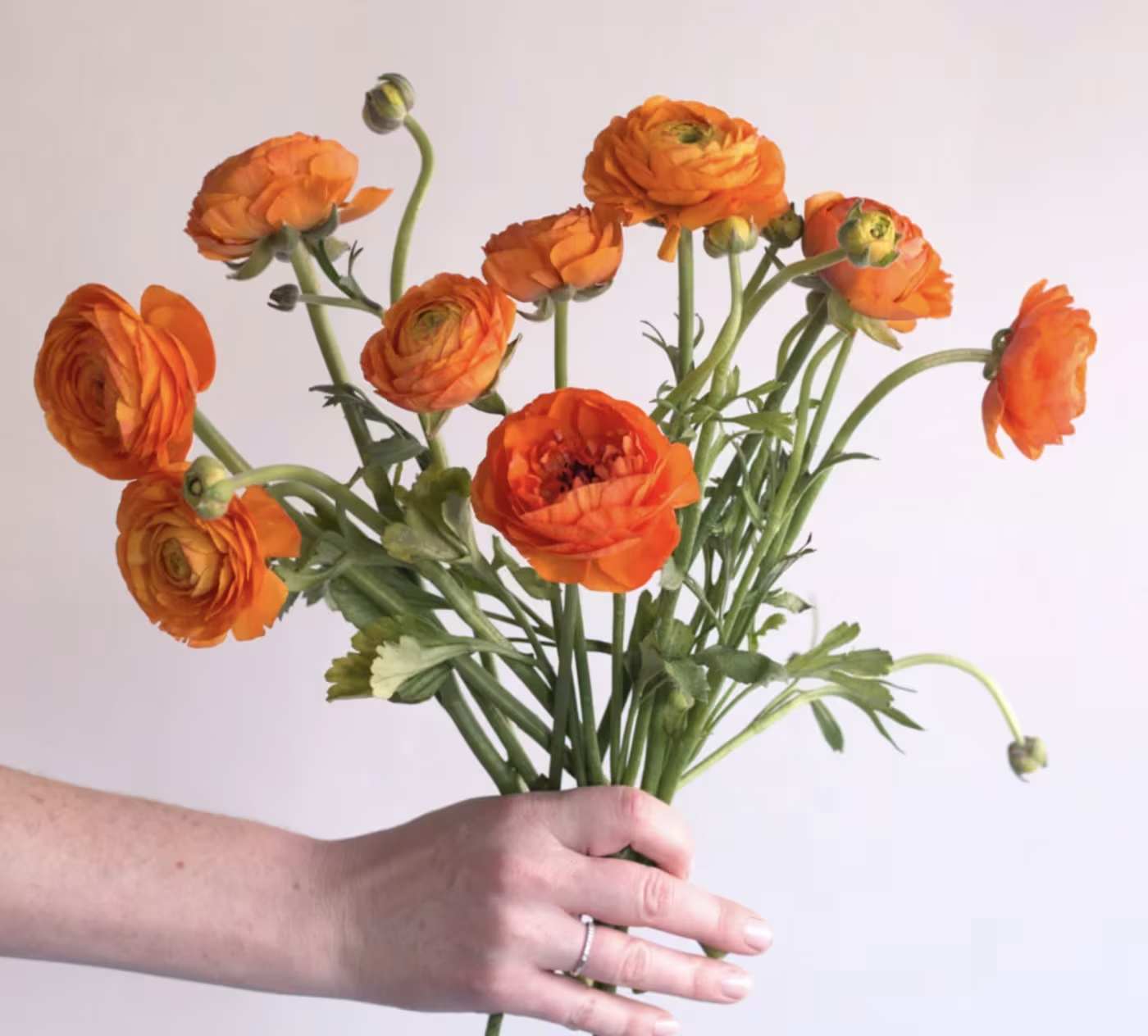 ORANGE RANUNCULUS - 10 STEMS PER BUNCH   FOR BULK ORDER PLEASE CALL US A CALL FIRST FOR AVAILABILITY WE HIGHLY RECOMMEND TO PLACE BULK ORDERS WITH 1 DAY IN ADVANCE