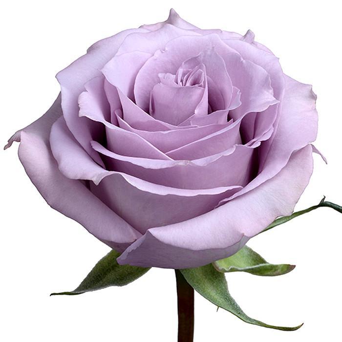 Ocean Song (24 stems per bunch) - Ocean Song bunch contains 24 stems of roses. These are grower bunches (stems are not cleaned) call us if you have any questions. 714-277-8077