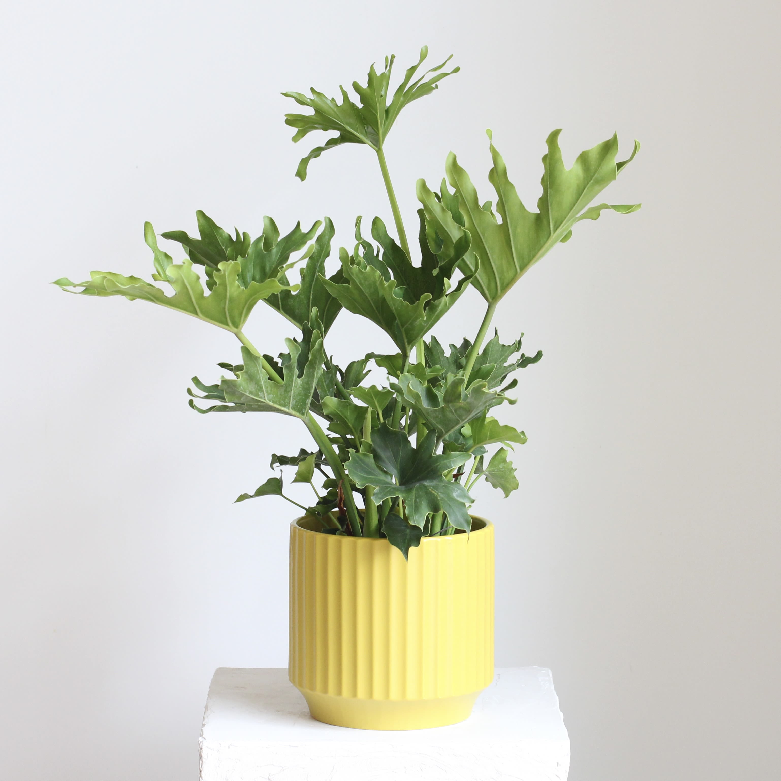 Philodendron ‘Lickety Split’ - Bold and tropical, the Bold and tropical, the Philodendron ‘Lickety Split’ showcases deeply cut, glossy green leaves that create a lush statement in any indoor space. Paired with a vibrant citron planter, this eye-catching combination adds a fresh pop of color and modern style to homes or offices. Easy to care for and fast growing, it’s an ideal choice for bringing effortless greenery and tropical character indoors. showcases deeply cut, glossy green leaves that create a lush statement in any indoor space. Paired with a vibrant citron planter, this eye-catching combination adds a fresh pop of color and modern style to homes or offices. Easy to care for and fast growing, it’s an ideal choice for bringing effortless greenery and tropical character indoors.