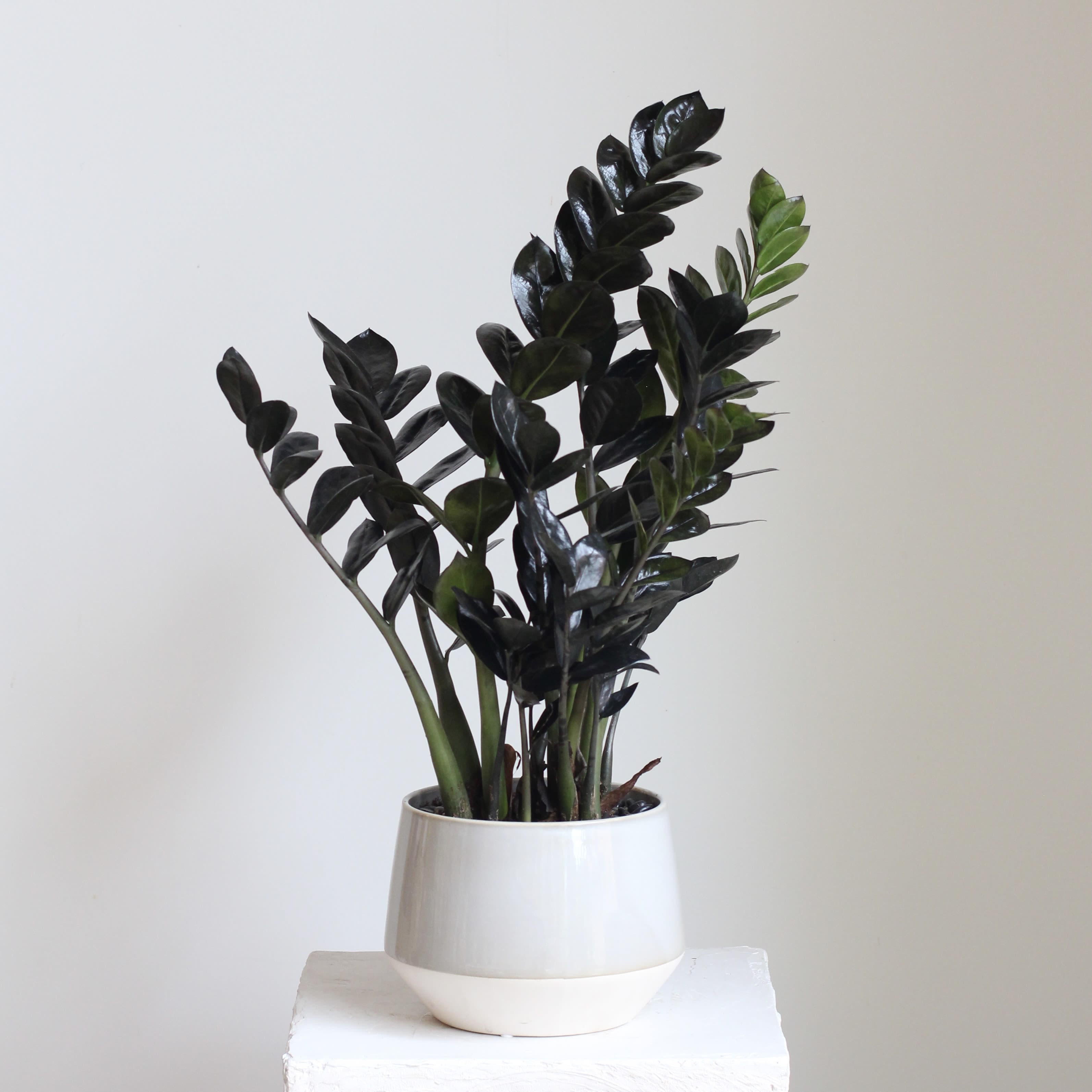 Raven ZZ Plant  - A striking and low maintenance houseplant, the Raven ZZ Plant features glossy leaves that mature from bright green to a dramatic deep black. Paired in a modern grey pot, this plant adds a sleek, contemporary touch to any home or office. Drought tolerant and adaptable to low light, it’s perfect for both new and experienced plant owners.