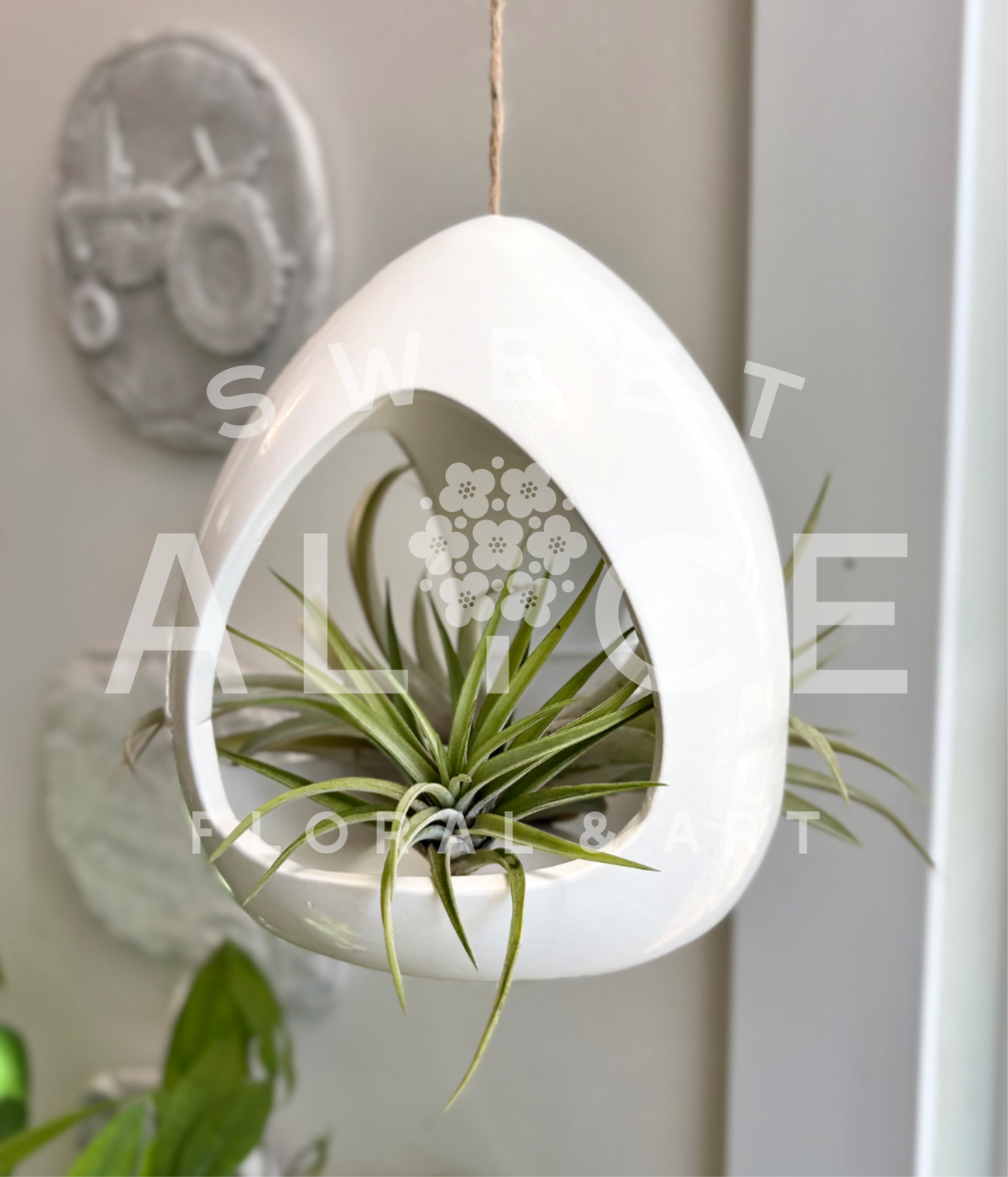 Air plant in a white hanging teardrop planter