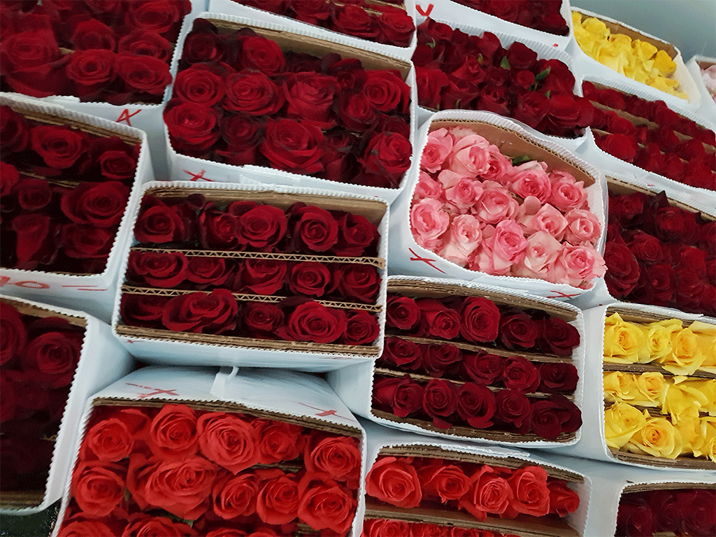 Boxes of red, pink, and yellow roses arranged in rows