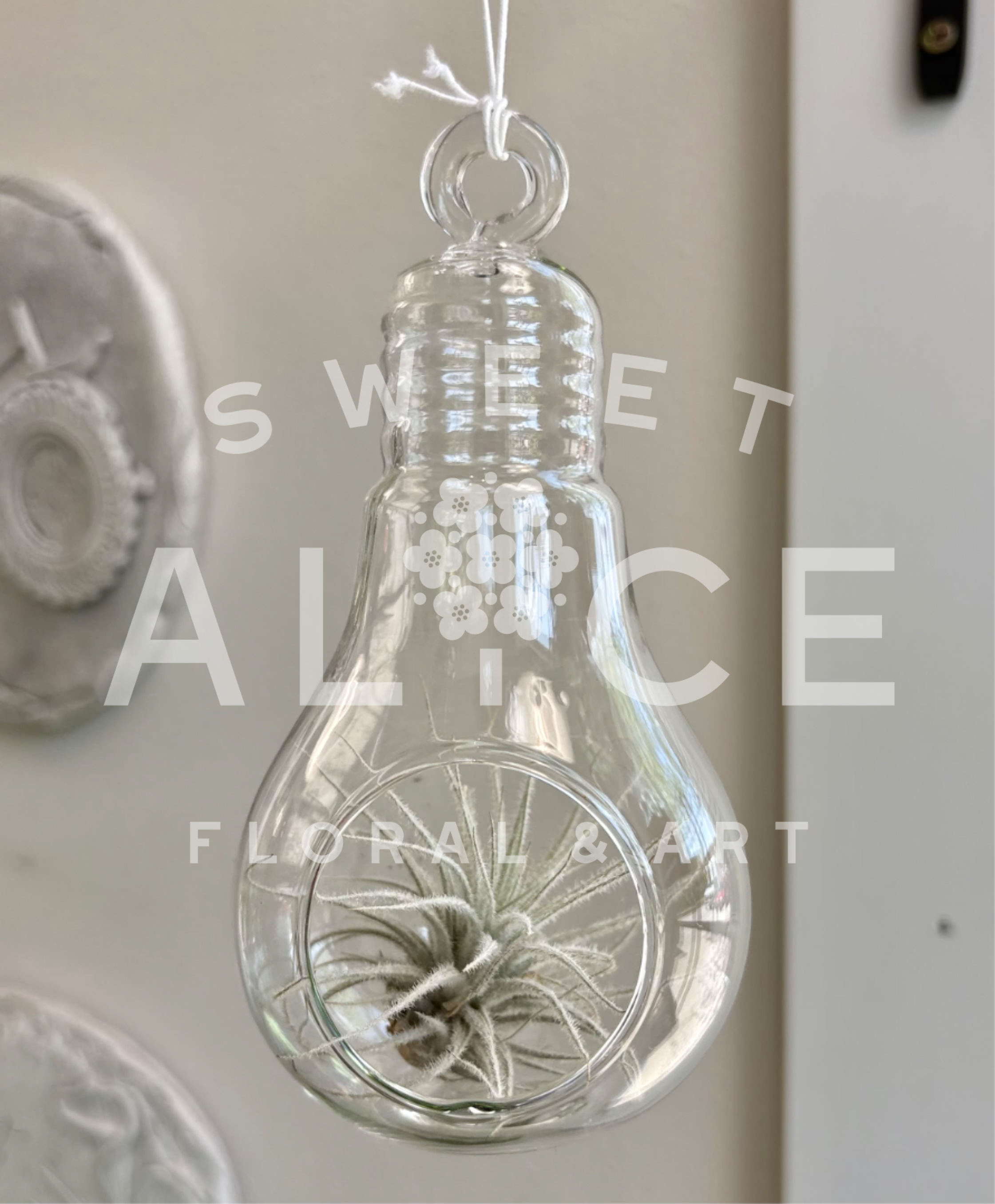Clear hanging glass ornament with a small air plant inside