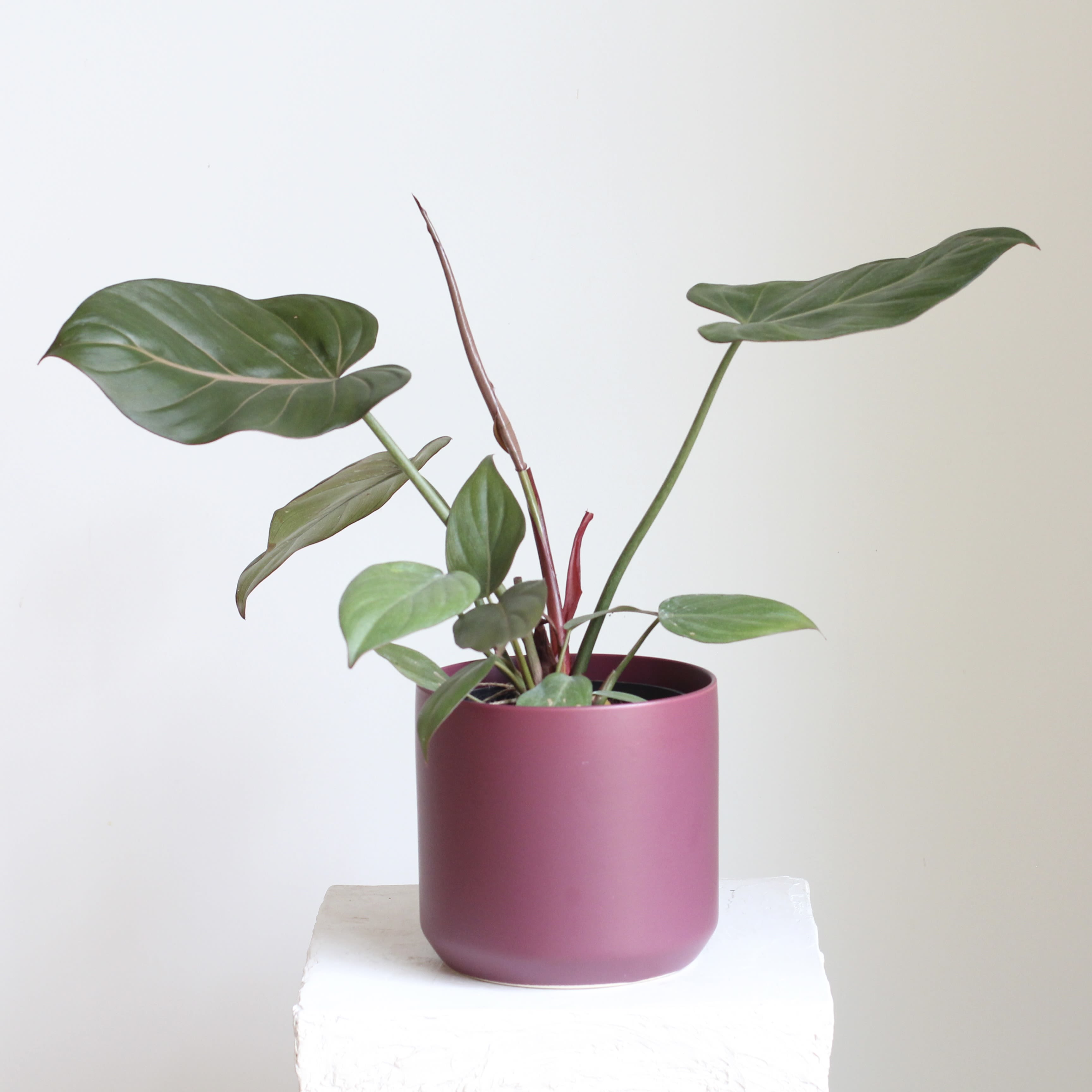 Philodendron ‘Summer Glory’  - The Philodendron ‘Summer Glory’ features rich green foliage accented by subtle magenta tones along the stems for a refined pop of color. Paired with a complimentary magenta pot, this tropical houseplant brings a modern, sophisticated touch to any home or office. Easy to care for and beautifully understated, it’s a perfect choice for adding natural greenery to indoor spaces.