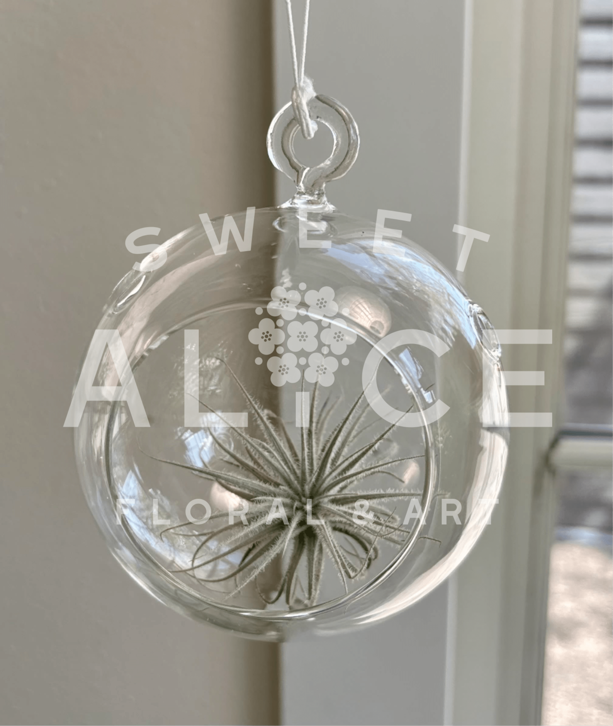 Hanging Glass Globe Air Plant Holder - A beautiful way to display your air plants.  Purchase one to showcase, or purchase a few and make a chain!  These globes can be linked together.  ** Please indicate whether you want a solitary globe, or one with a chain-link on the bottom (to connect more than one globe) in the special notes section of your order.