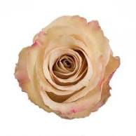 Quicksand (24 Stems) Bunch - Quicksand bunch contains 24 stems of roses. These are grower bunches (stems are not cleaned) call us if you have any questions. 714-277-8077
