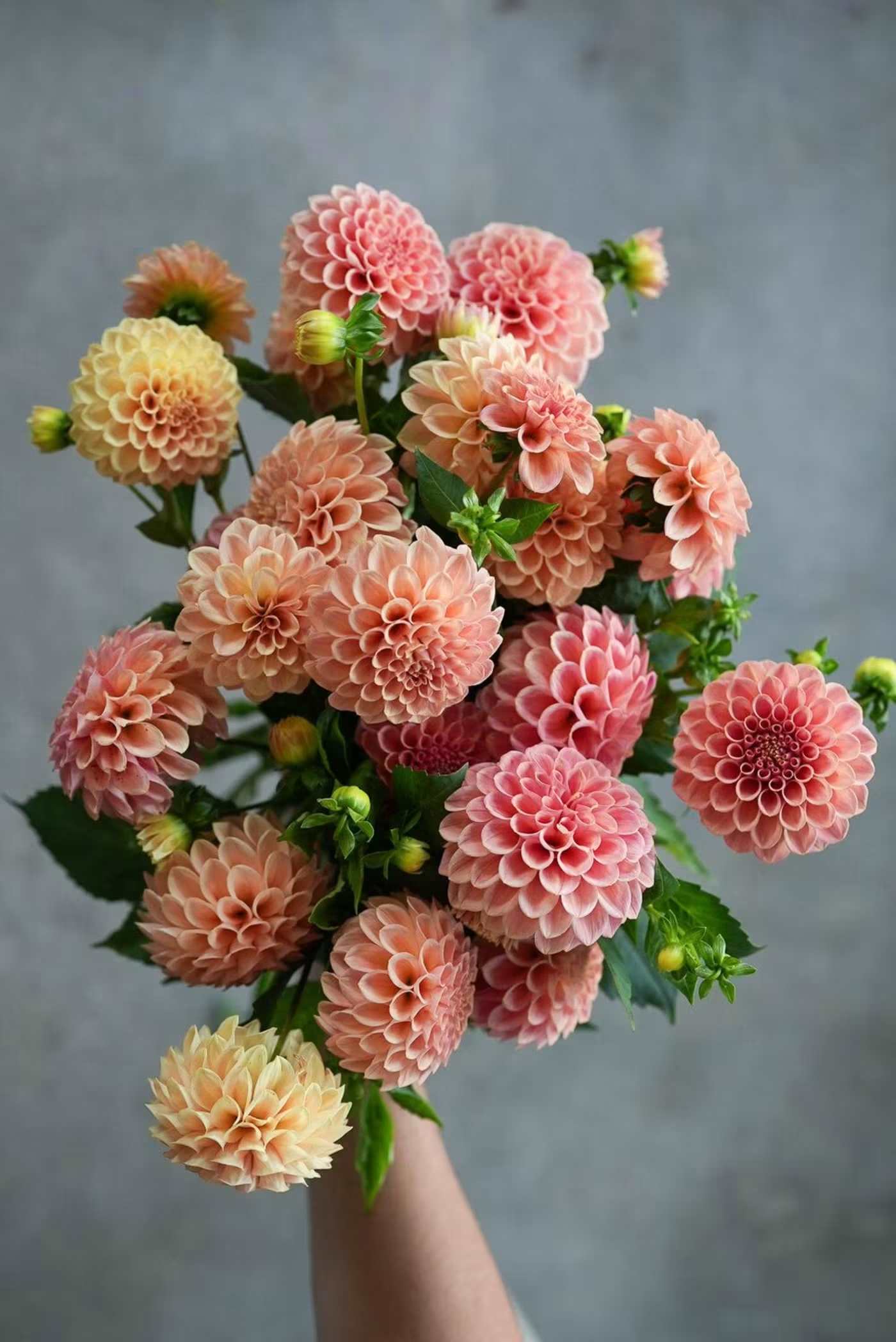 Peach Dahlia Bunch (5 Stems) - Peach Dahlia Bunch (5 Stems)