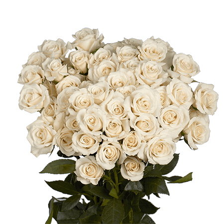 Bouquet of cream roses with dark green leaves