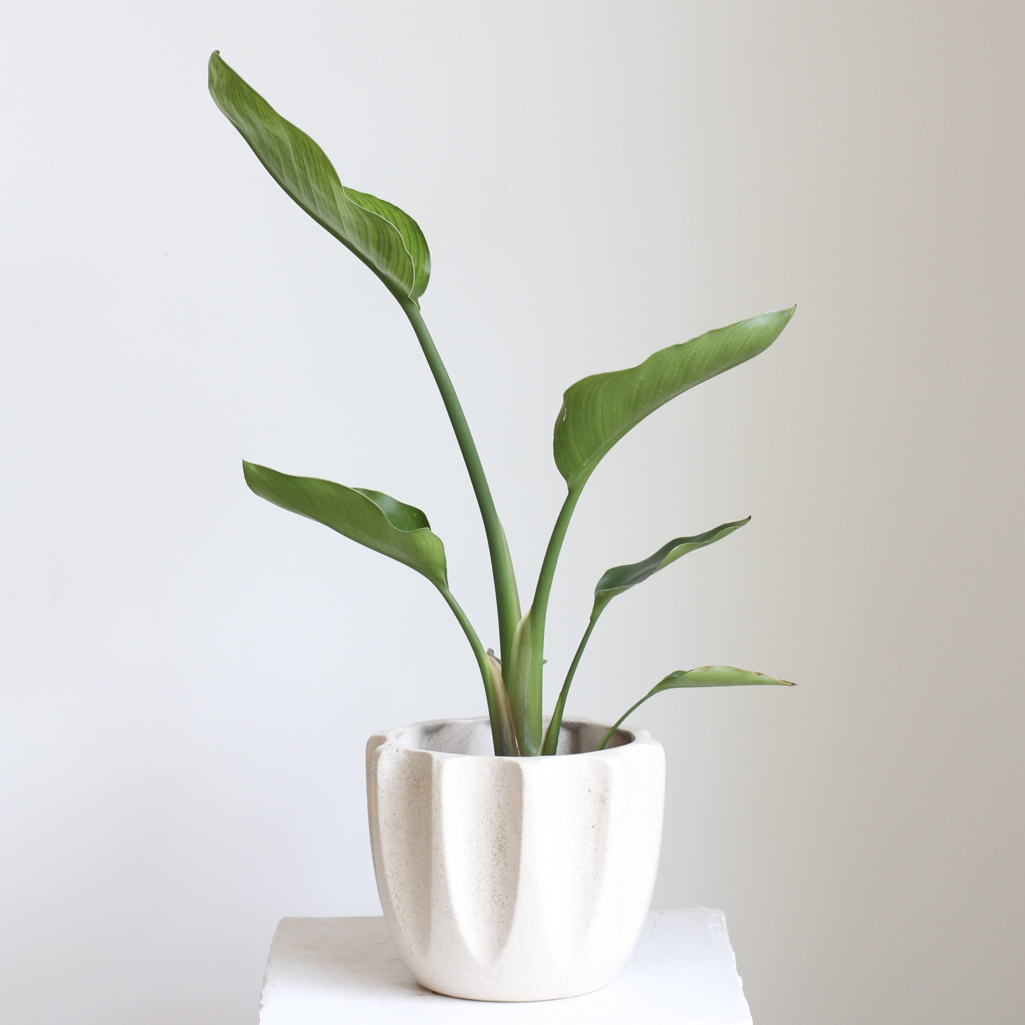 Bird of Paradise - Bold and architectural, the Bird of Paradise features large, tropical green leaves that bring a fresh, statement making look to any indoor space. Paired in a modern sculptural pot, this striking plant adds contemporary style and natural elegance to homes or offices. Easy to style and visually dramatic, it’s the perfect choice for creating a lush, modern atmosphere.
