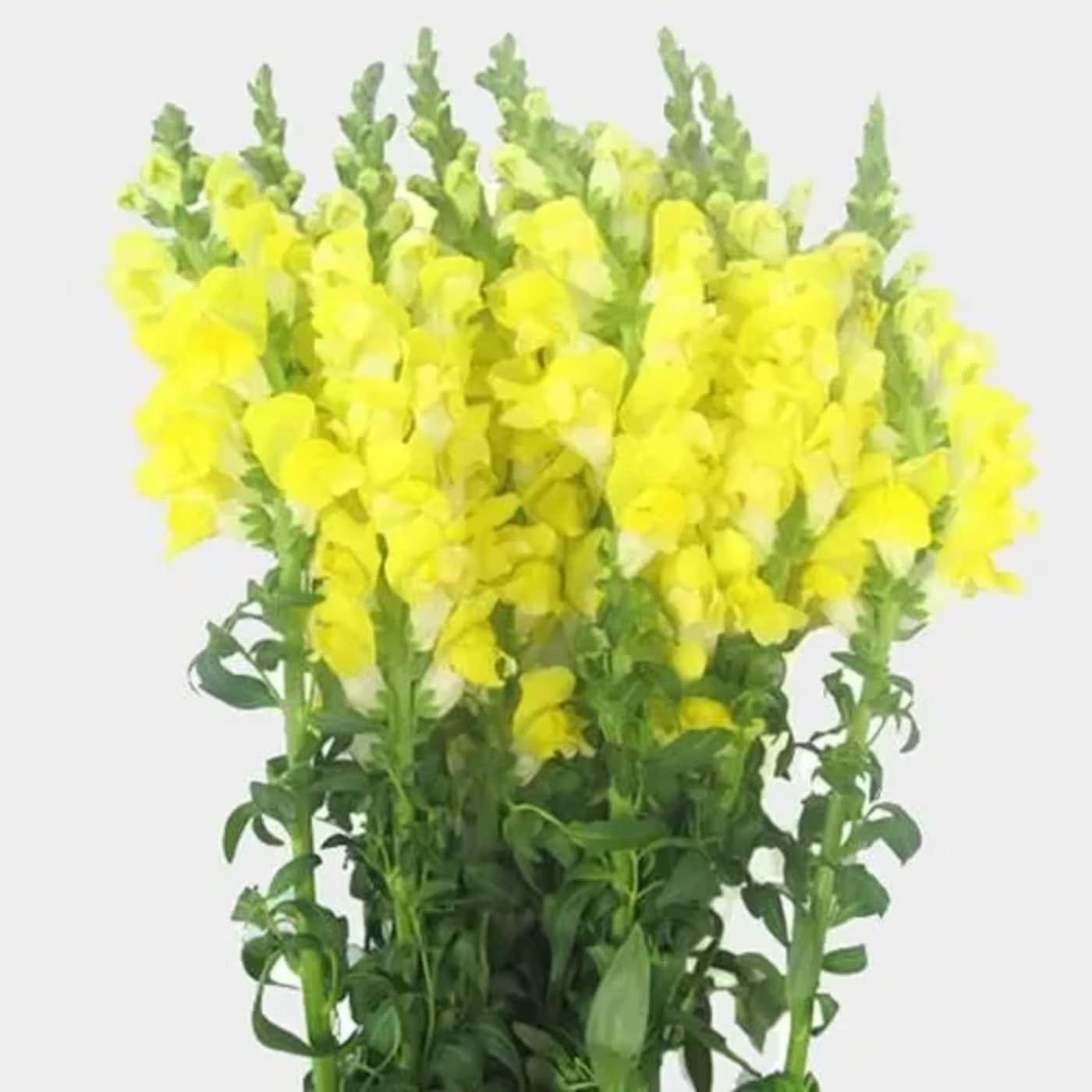 YELLOW SNAPDRAGONS - 10 STEMS PER BUNCH  FOR BULK ORDER PLEASE CALL US A CALL FIRST FOR AVAILABILITY WE HIGHLY RECOMMEND TO PLACE BULK ORDERS WITH 1 DAY IN ADVANCE