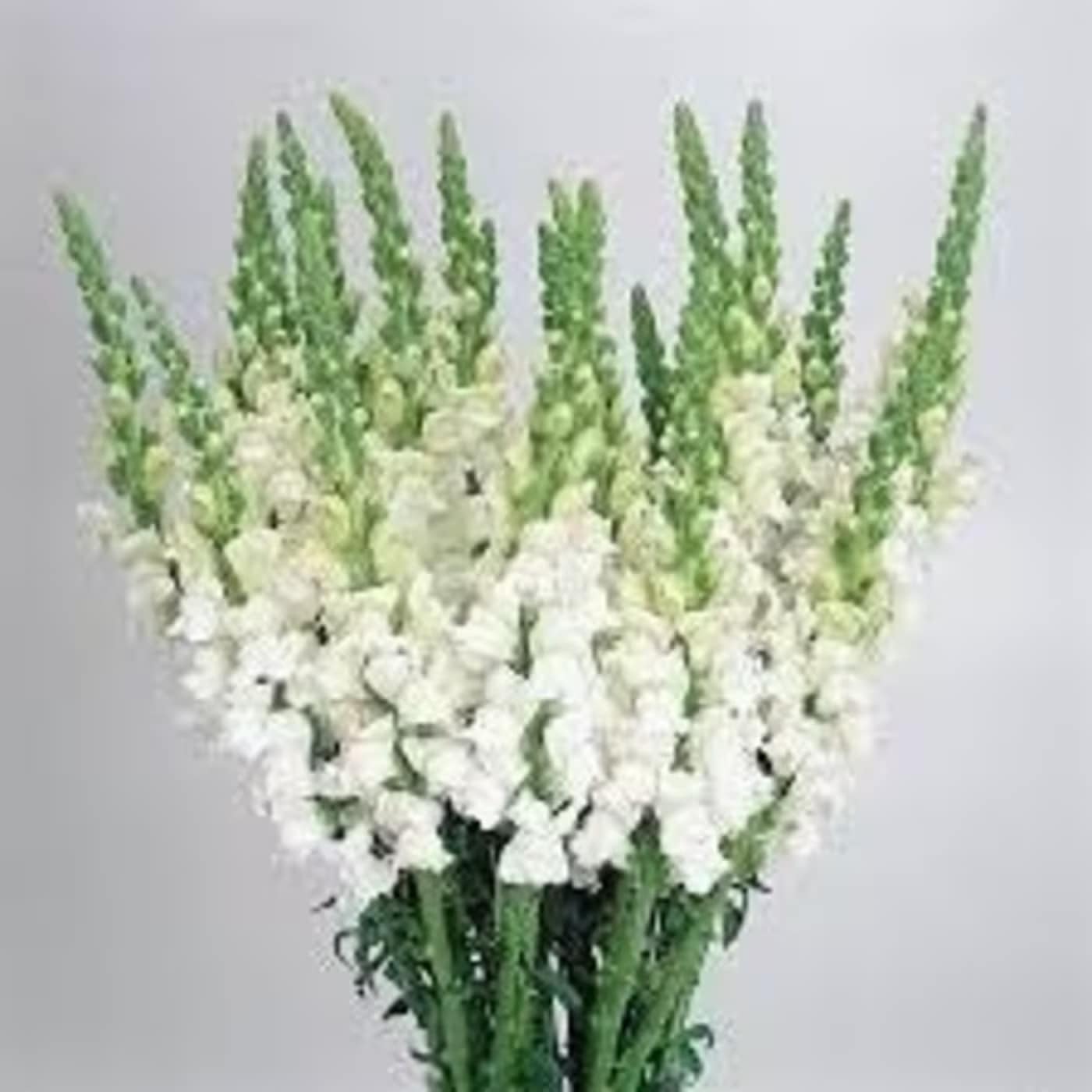 WHITE SNAPDRAGONS - 10 STEMS PER BUNCH  FOR BULK ORDER PLEASE CALL US A CALL FIRST FOR AVAILABILITY WE HIGHLY RECOMMEND TO PLACE BULK ORDERS WITH 1 DAY IN ADVANCE