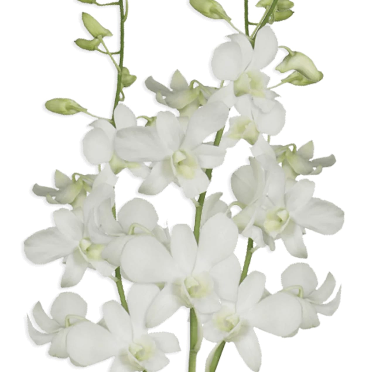 White Dendrobium Orchid - Dendrobium contains 10 stems per bunch 