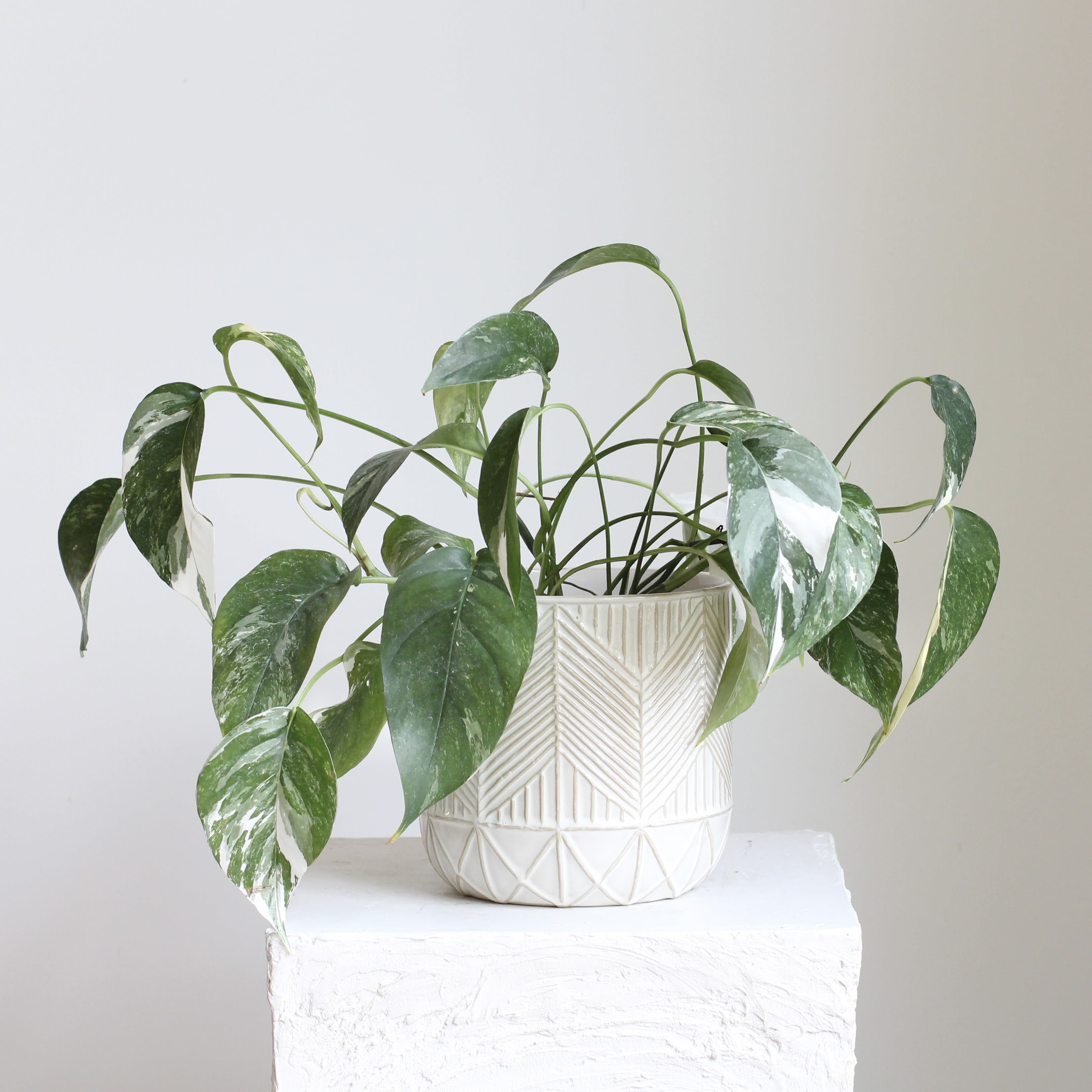 Variegated Albo Pothos - Elegant and eye catching, the Variegated Albo Pothos features cascading green leaves splashed with creamy white variegation. Styled in a modern planter, this easy care houseplant adds fresh texture and effortless greenery to shelves, desks, or tabletops. Perfect for brightening homes or offices with a touch of contemporary charm.