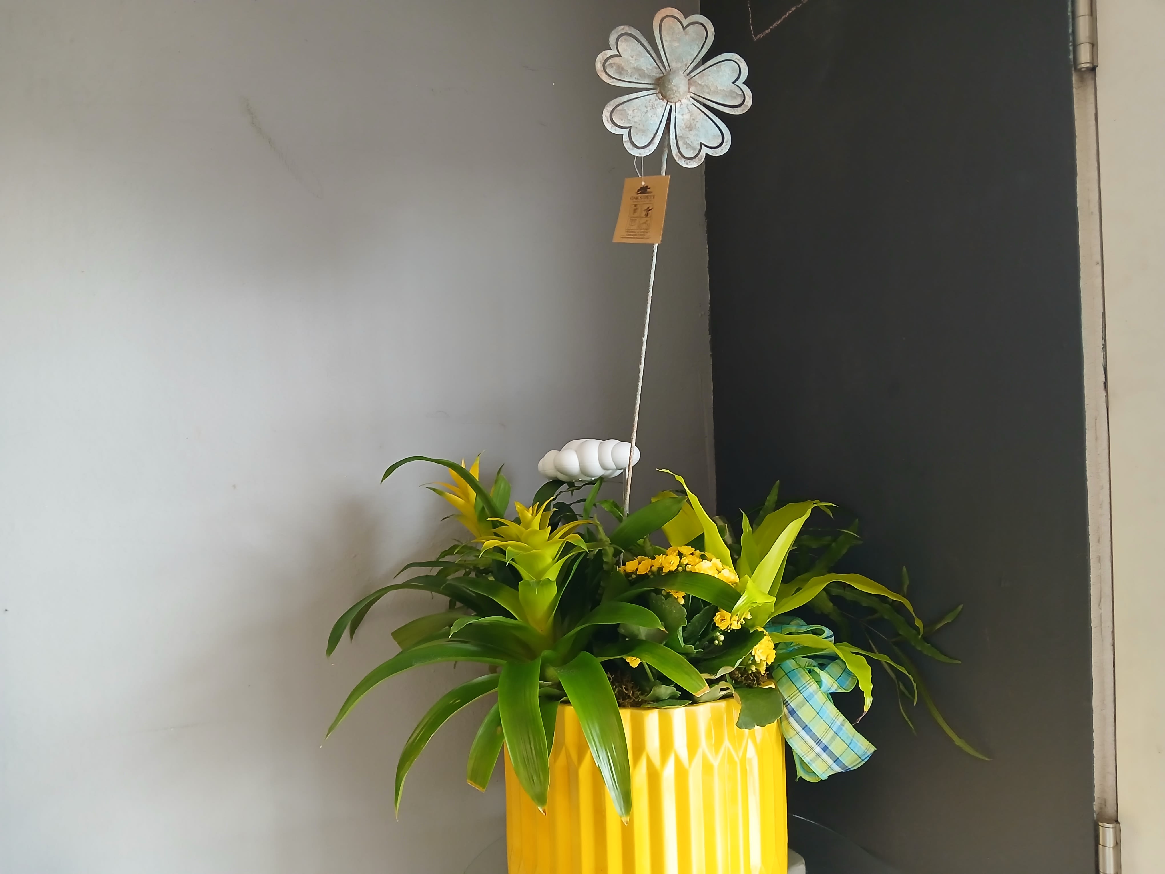 Mixed Plant with slow drip rain cloud - Mixed green plants with a dripping rain cloud and sun charm