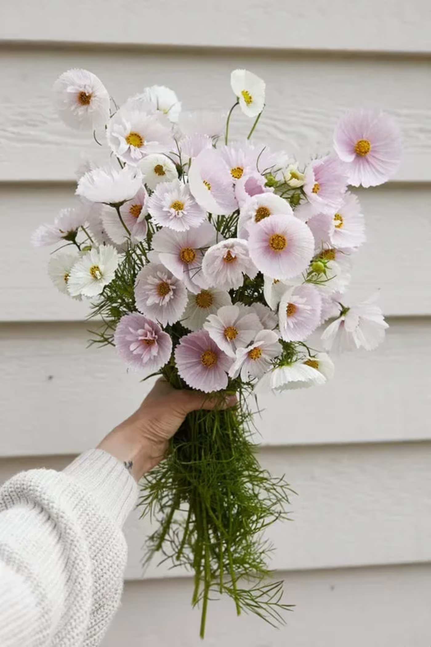 Handheld bouquet of pale pink and white cosmos flowers