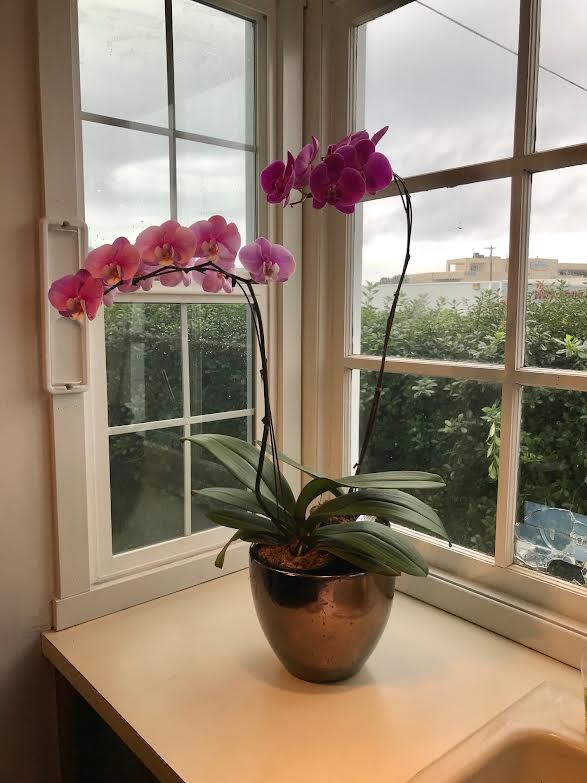 Two pink orchid stems in a metallic pot on a windowsill.