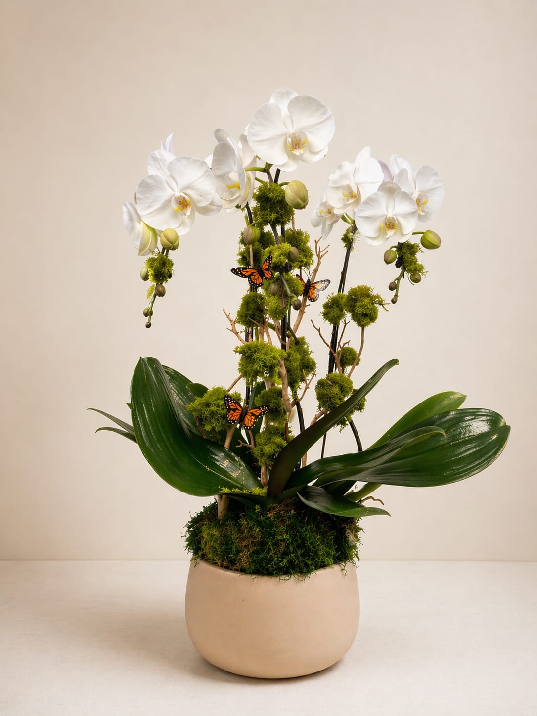 Sandy Decadence - 3 white phalaenopsis stems in a neutral ceramic pot with moss, leaves and butterfly picks