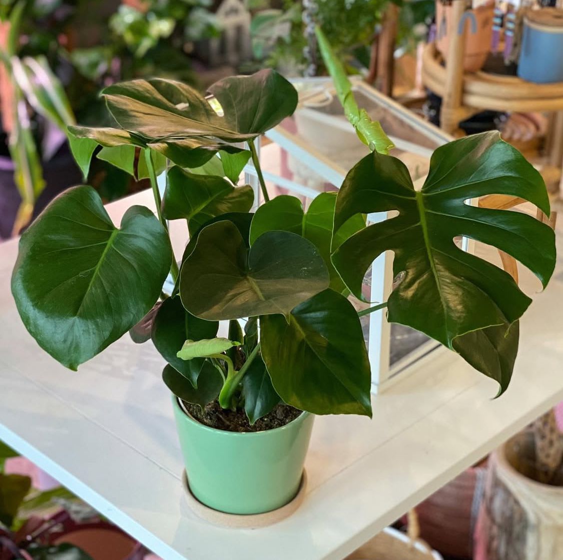 Potted monstera plant with large split green leaves in a mint pot