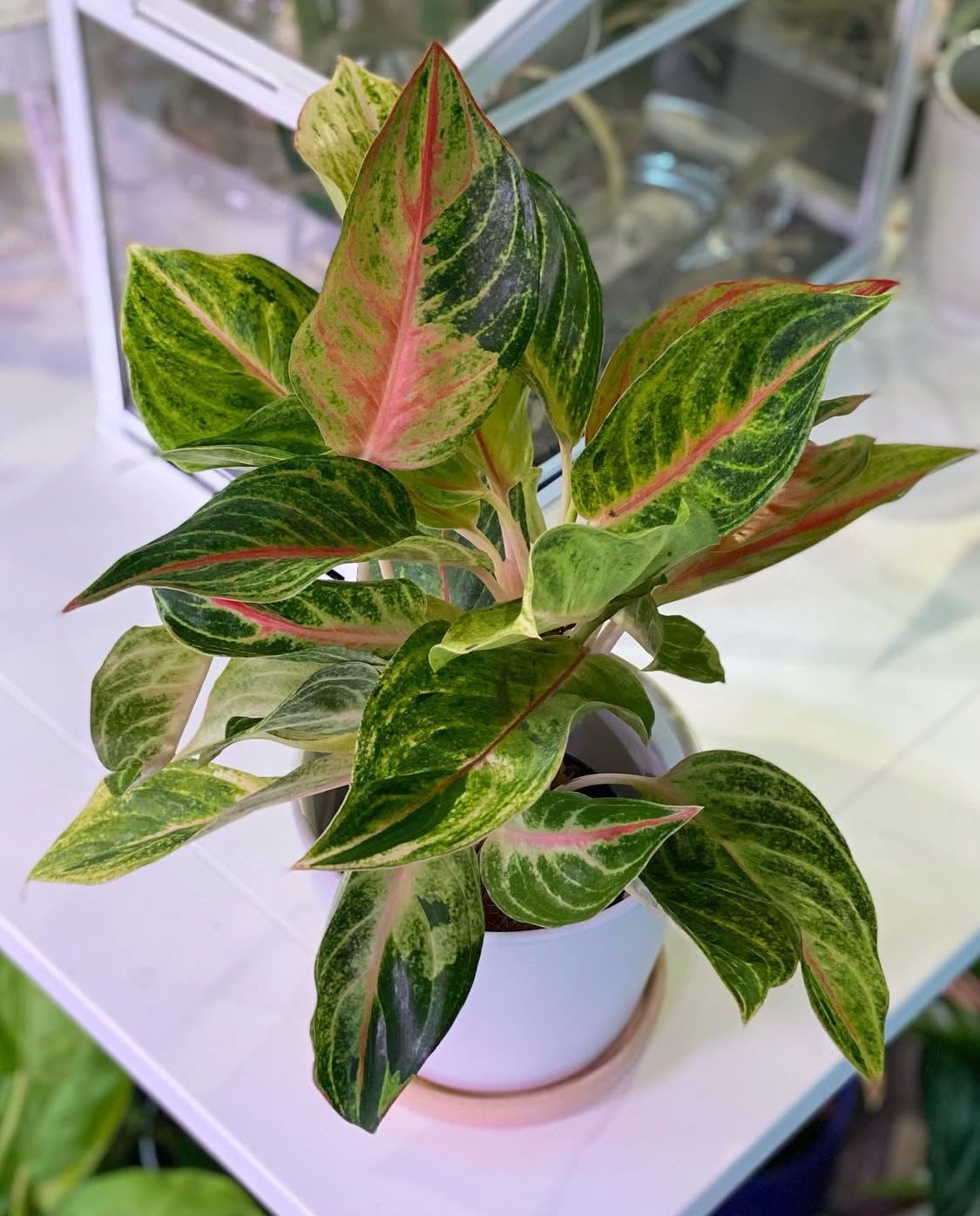 Potted plant with variegated green and pink leaves in a white pot