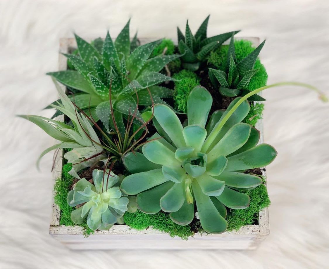 Square planter with assorted green succulents and moss