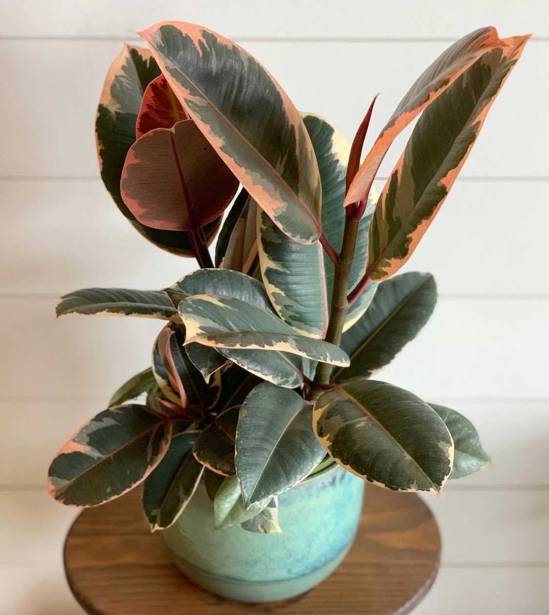 Ficus Plant - 6" Ficus Ruby in a ceramic cache pot.