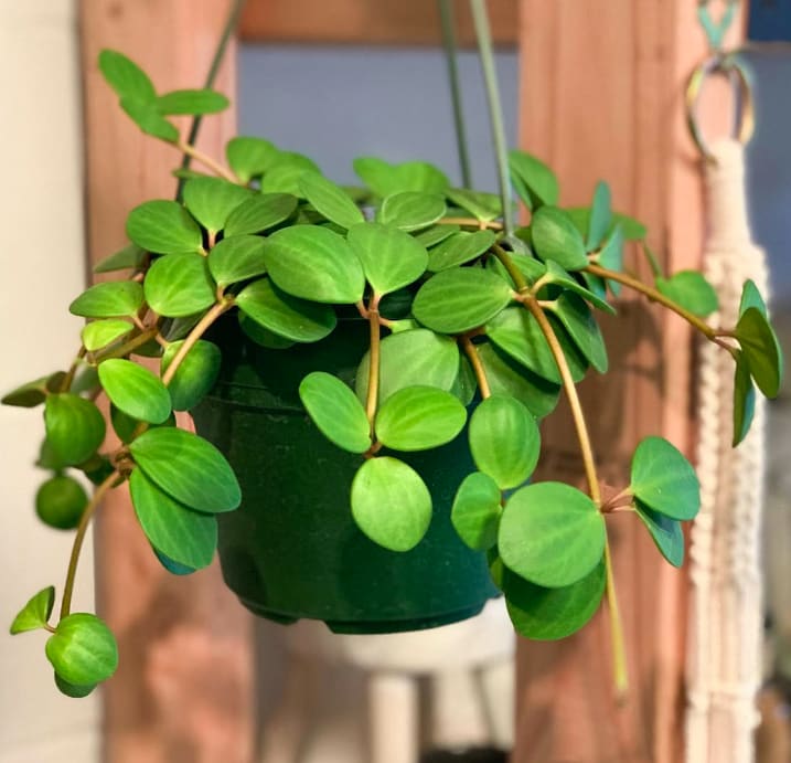 Trailing green potted plant in a hanging container