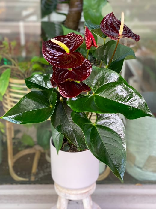 Potted anthurium plant with dark red blooms and glossy green leaves