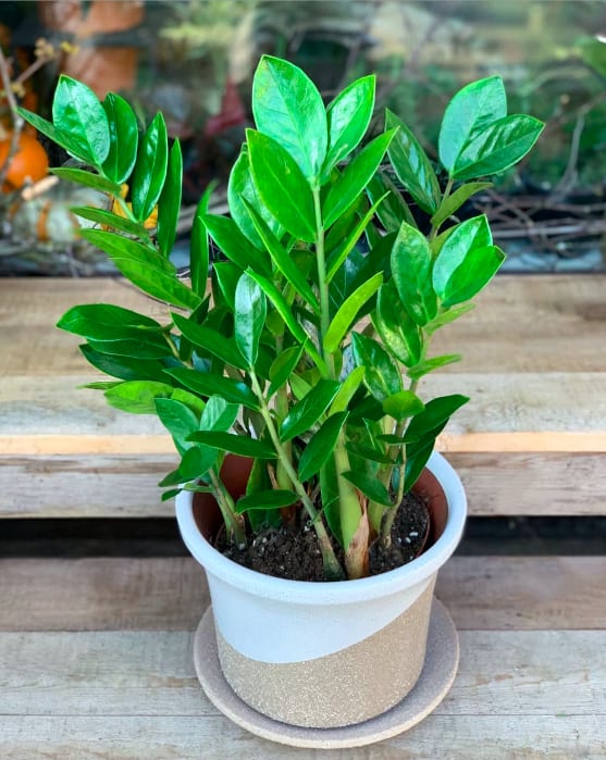Potted green houseplant in a white and beige container