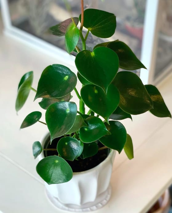 Potted plant with glossy round green leaves in a white ceramic pot