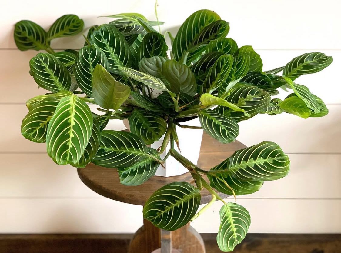 Potted plant with dark green striped leaves in a white container