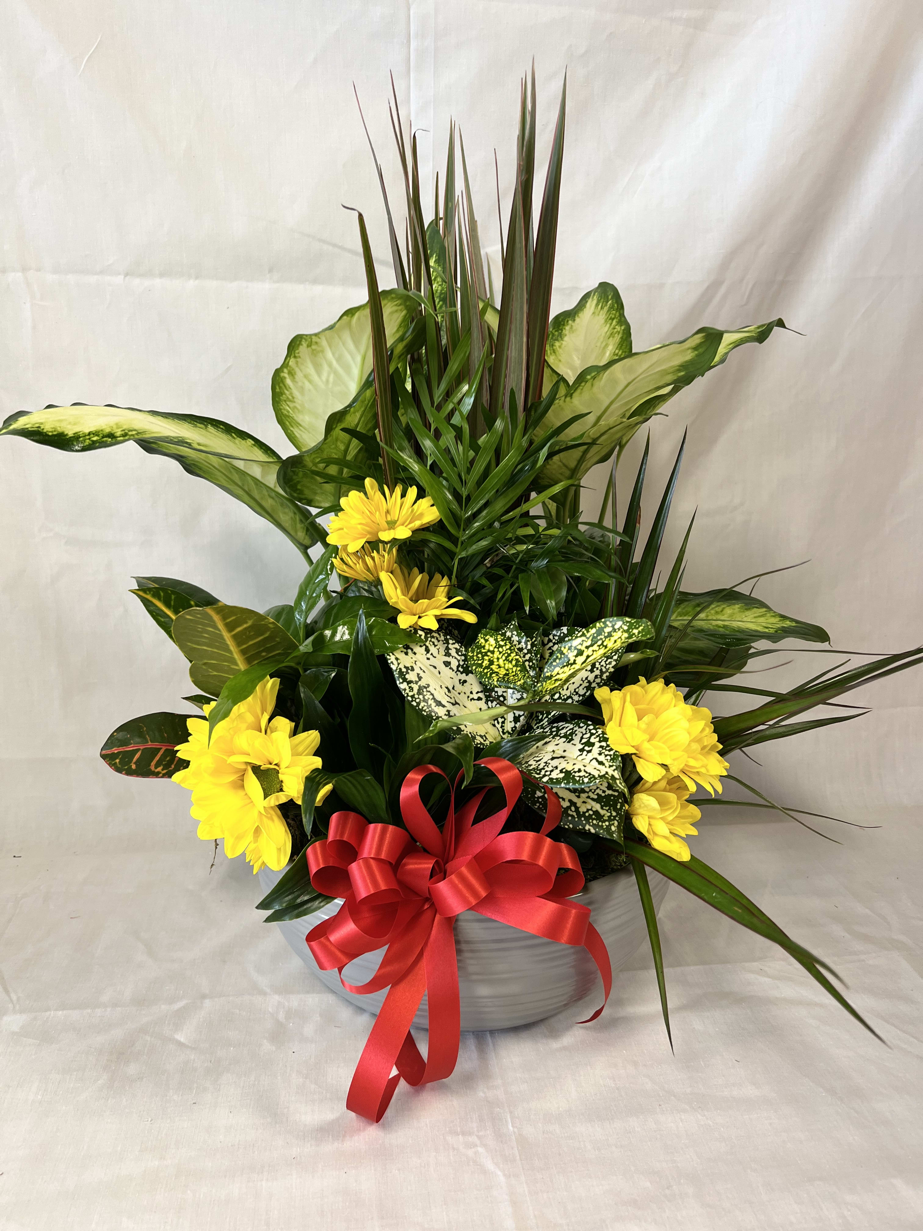 Yellow daisies and tropical foliage arranged in a white bowl with a red ribbon