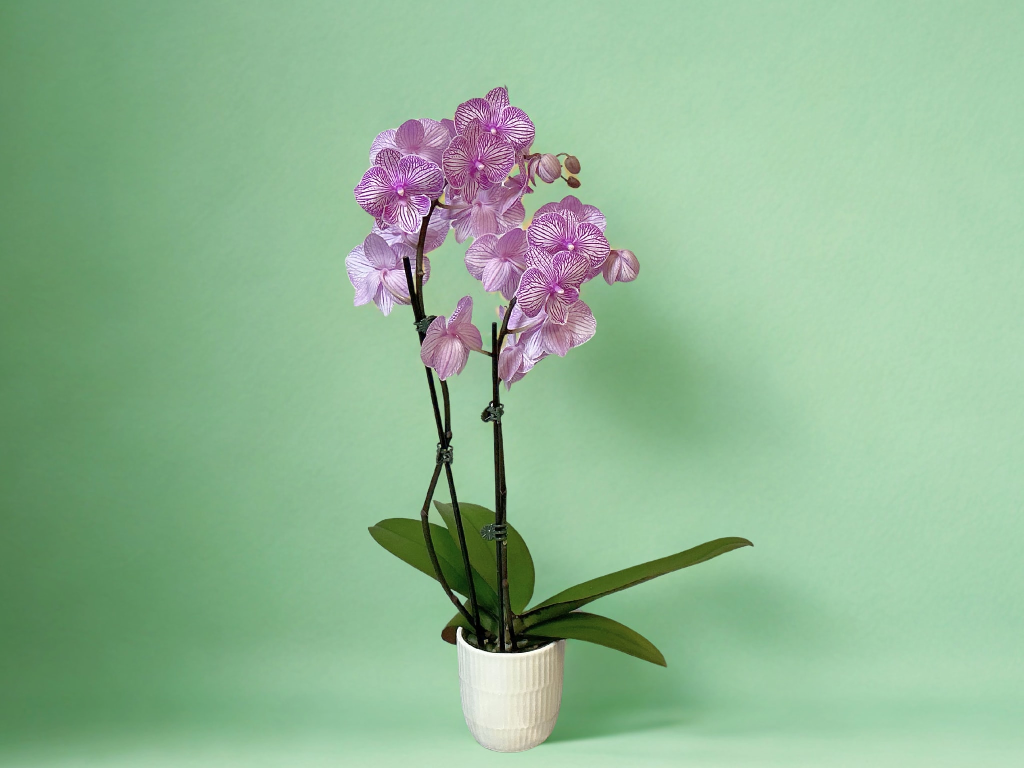 Potted Phalaenopsis - Bring timeless elegance into any space with our Potted Phalaenopsis Orchid — a stunning symbol of grace and beauty. Known for its long-lasting blooms and delicate arching stems, this orchid makes the perfect centerpiece for homes, offices, or special gifts. Available in assorted colors.