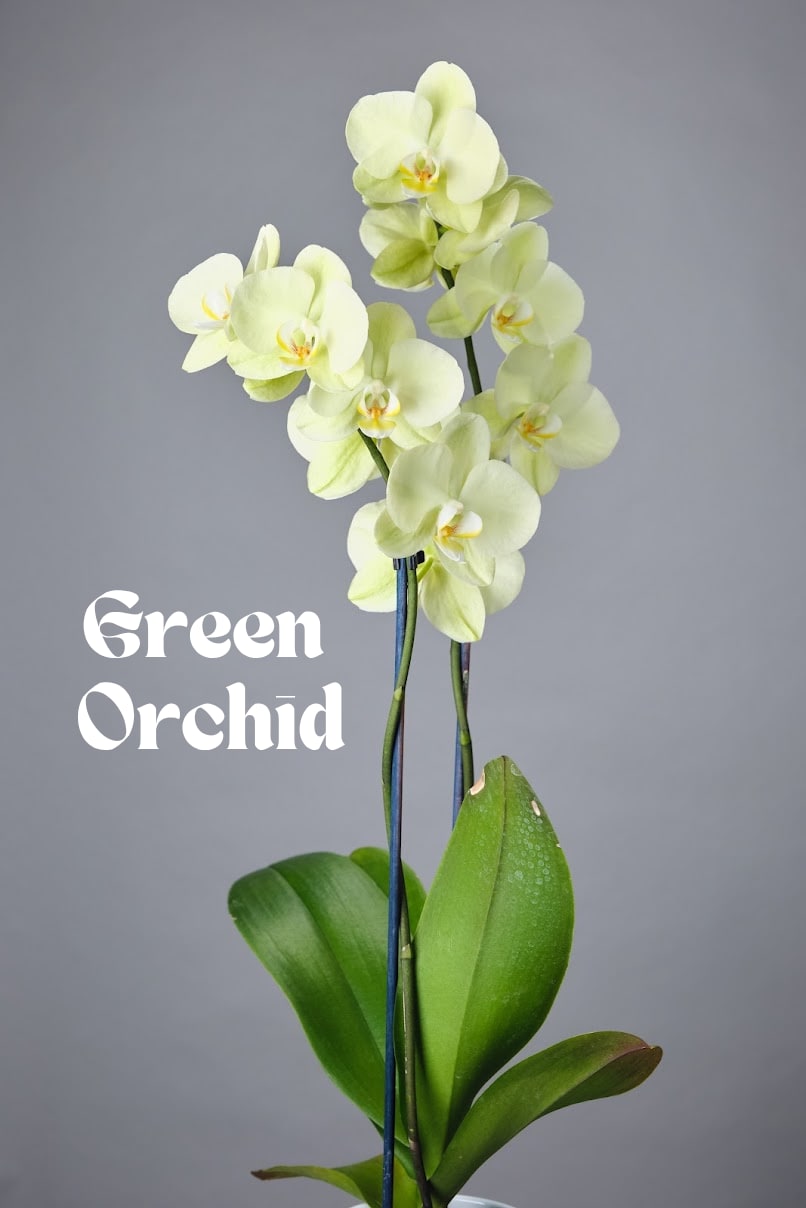 Green Orchid - Elegant and long-lasting, this double stem orchid adds timeless beauty to any space. Easy to care for and presented in a stylish pot. The perfect gift or decor piece.  *While we can’t always promise every single flower will be in stock, we’ll always keep the same style, color palette, and feel. Different blooms, same energy.*