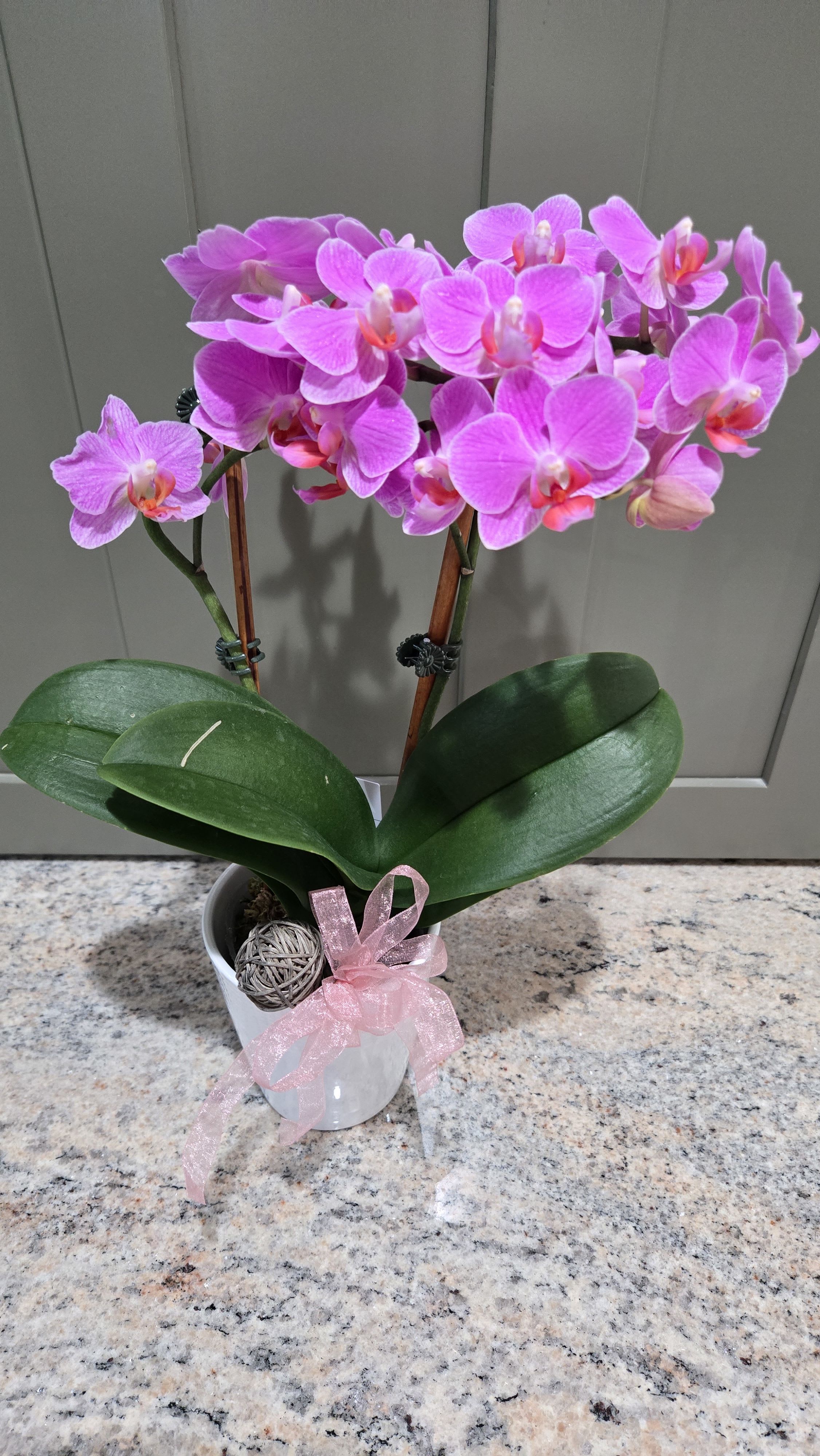  Petite Pot Orchid Stem - Bright clusters of bright pink Phalaenopsis orchids arch gracefully above glossy green leaves in this Orchid Petite Pot - a perfect birthday bouquet alternative or a thoughtful thank-you gift for someone who loves a clean, elegant look. The pink-and-white colorway and soft tropical profile create an immediate cheerful impression; the person you're sending it to will feel celebrated and noticed without fuss.  The plant arrives potted in a simple white ceramic pot, tied with a sheer pink ribbon and finished with a small decorative wicker ball for a gift-ready presentation. Multiple stems are supported by orchid stakes and secured with clear plastic clips so blooms stay upright and display densely across the top for a full silhouette. Dimensions and care components are provided with your order to help the recipient keep the Phalaenopsis thriving.  Ideal for birthdays, housewarmings, thank-you gestures, or everyday display, this compact arrangement fits tabletops, desks, and entry consoles while bringing long-lasting blooms and tropical texture to any room. Care instructions: moderate, indirect light, occasional watering when soil feels slightly dry, and gentle support from the included stakes and clips as needed.