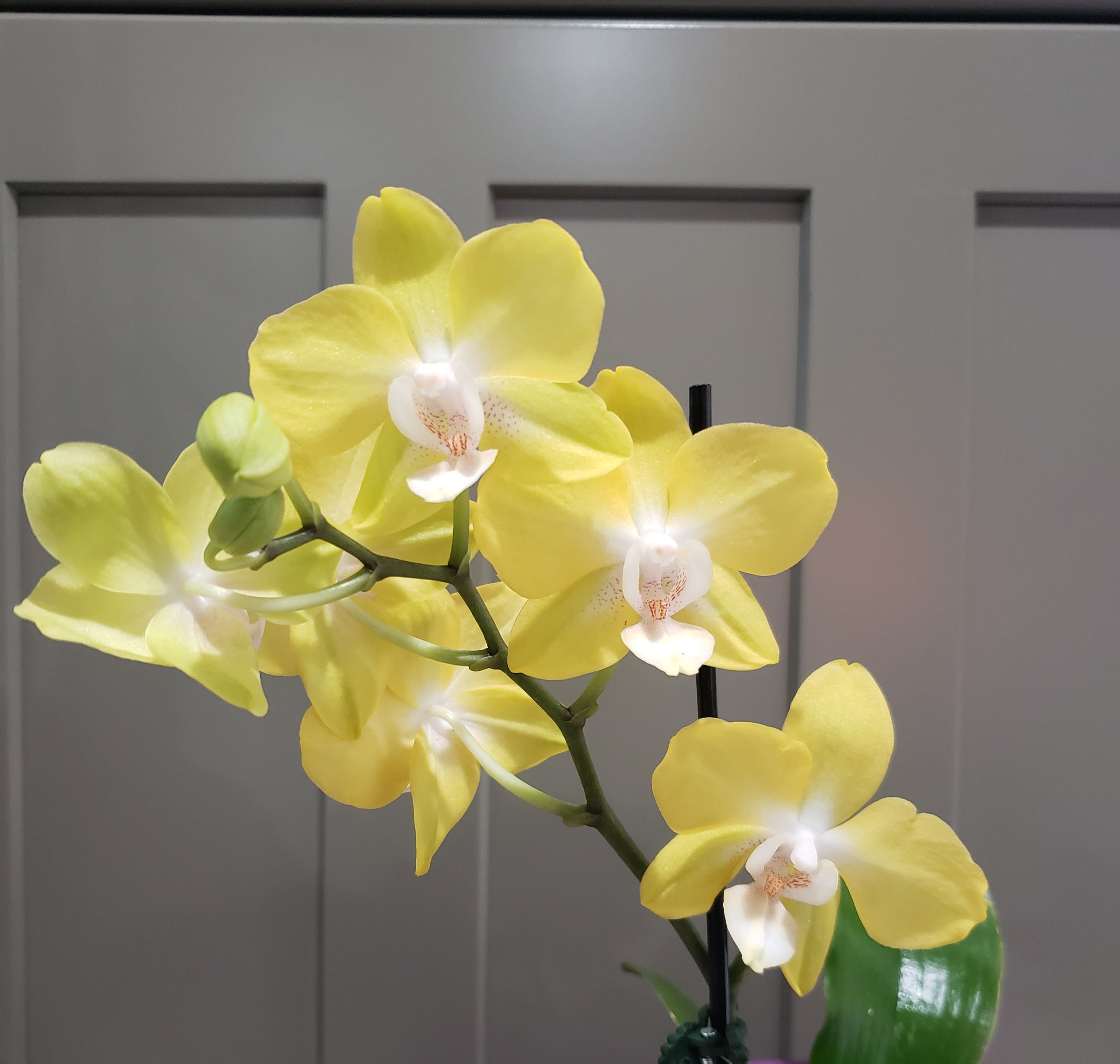 Petite Orchid Potted Plant  - This potted Orchid option is budget friendly for all occasions. A variety of colors and hybrid style if Orchid variations are available in the greenhouse. Florist will personally select, from the inventory selection at time of order &amp; delivery. Sample photo will not necessarily match with every order. Popular colors are white, purple tones, mauve, with green, yellow tones &amp; variegated, being limited at times.